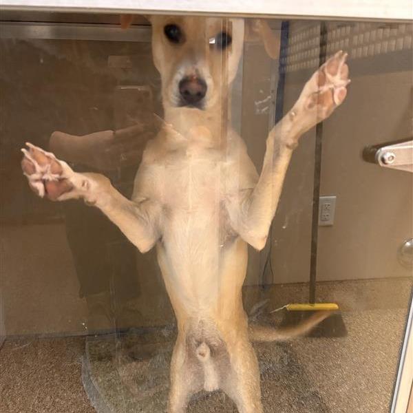 Enlarge Peanut, a Adoptable Mixed Breed in Tempe, AZ image 1/3