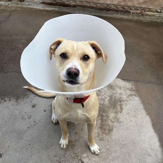 Enlarge Peanut, a Adoptable Mixed Breed in Tempe, AZ image 2/3