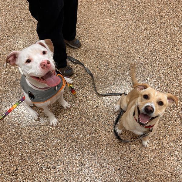Enlarge Peanut, a Adoptable Mixed Breed in Tempe, AZ image 3/3