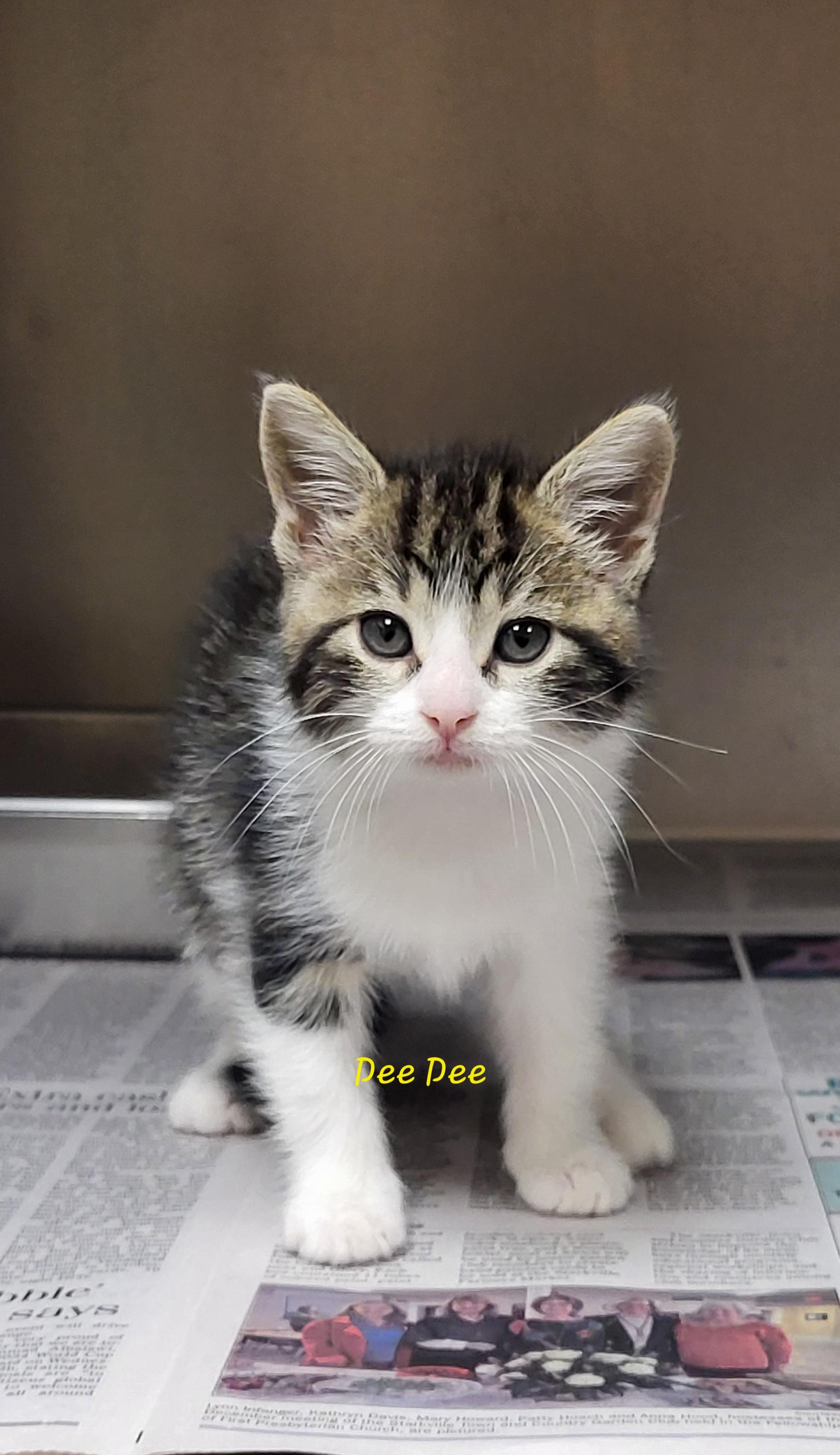 Dee Dee, adopted, Kitten Female Domestic Short Hair.
