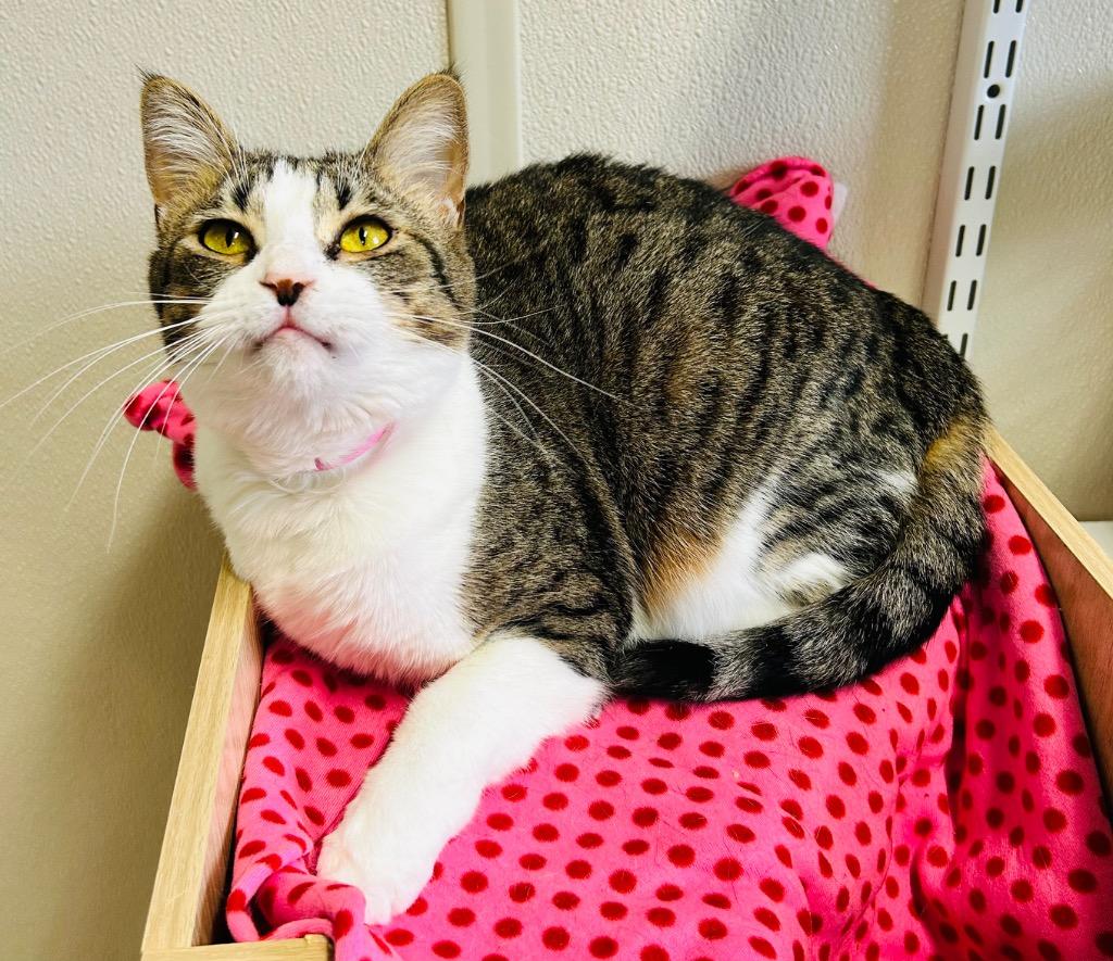 Cupcake, Adoptable, Adult Female Domestic Short Hair.