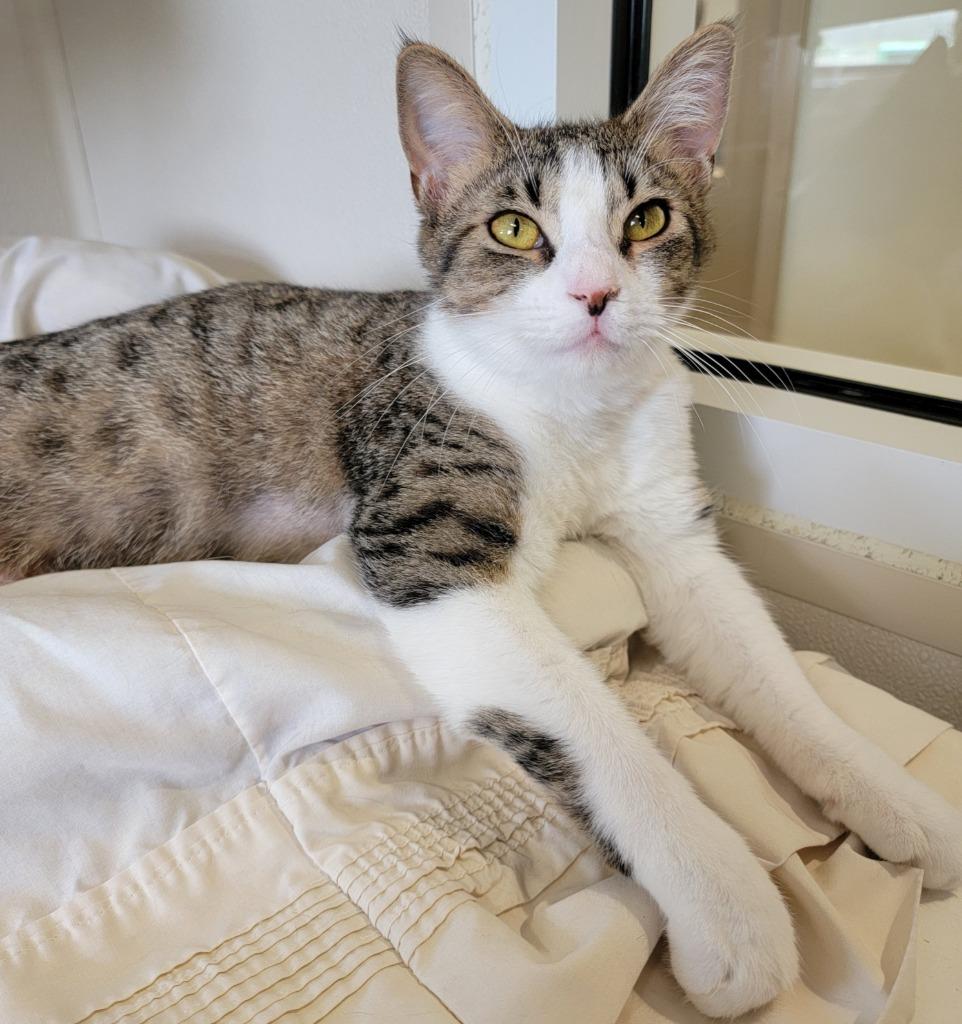 Cupcake, Adoptable, Adult Female Domestic Short Hair.