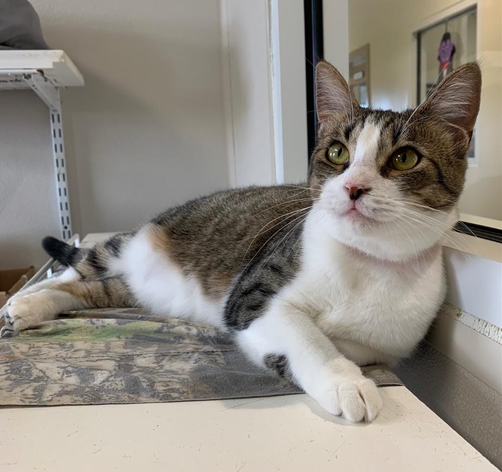 Enlarge Cupcake, a Adoptable mixed breed in Fremont, OH image 2/4