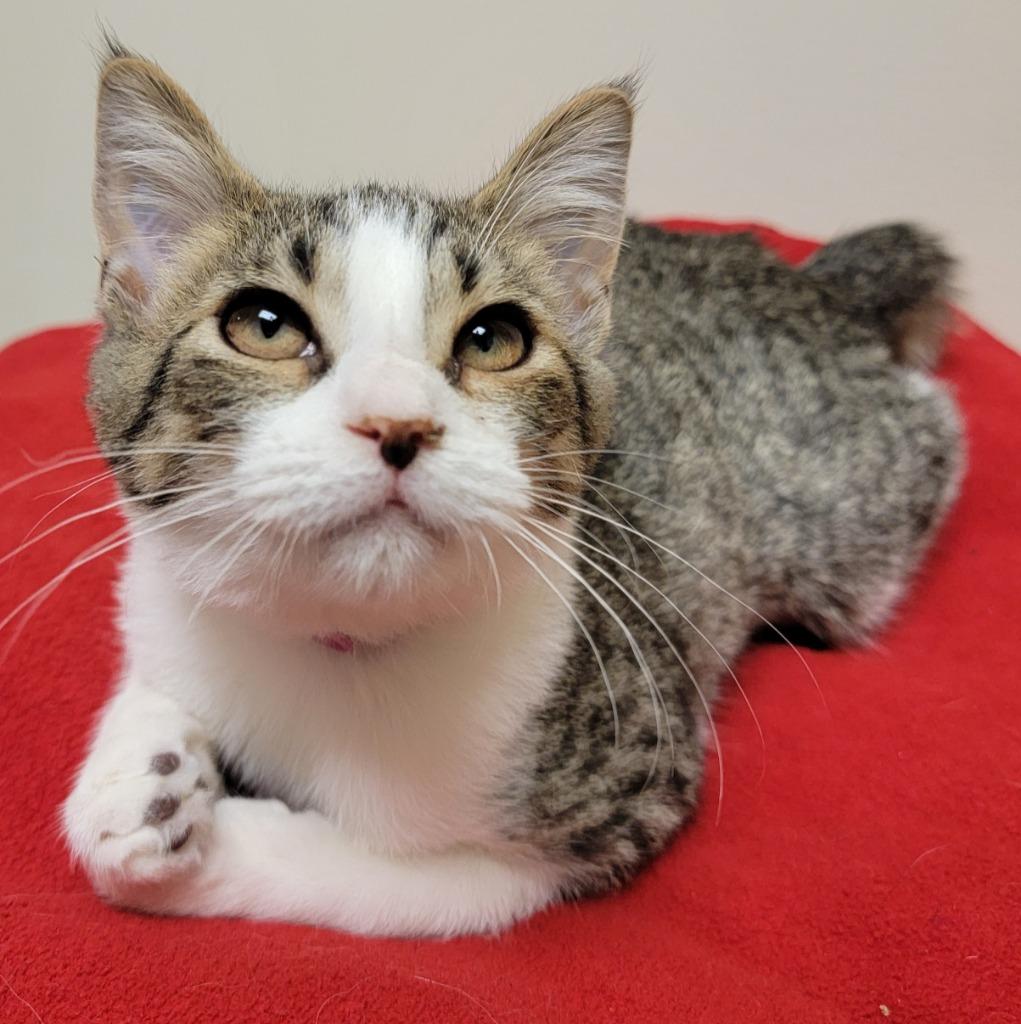 Cupcake, a Adoptable mixed breed in Fremont, OH image 2/4