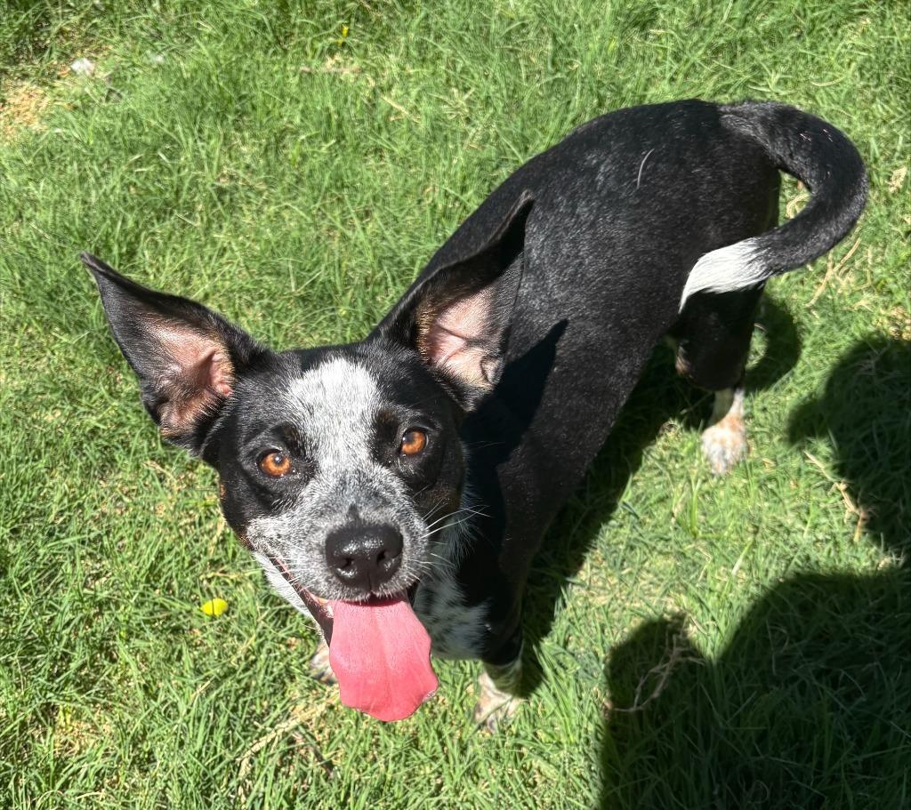 Sprinkles, Adoptable, Young Female Cattle Dog & Chihuahua.