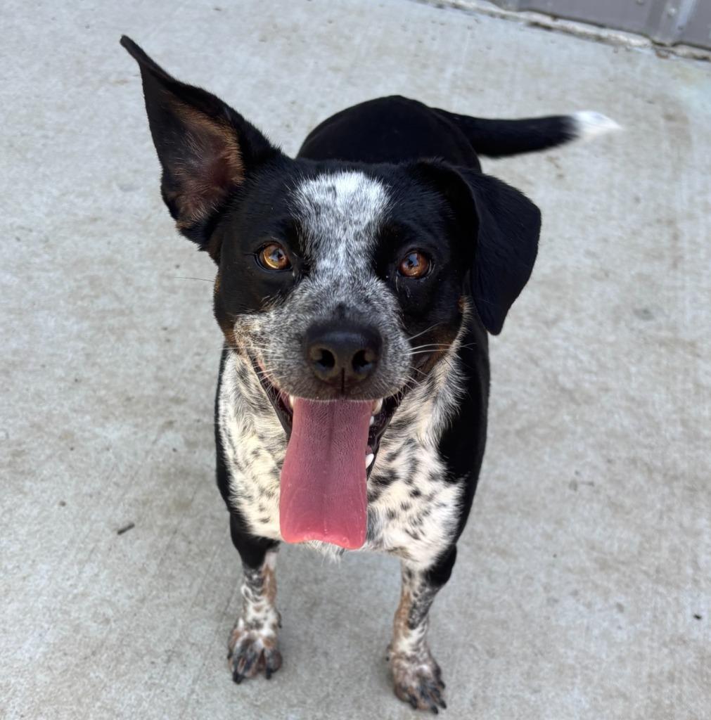 Enlarge Sprinkles, a Adoptable mixed breed in Little Elm, TX image 2/2