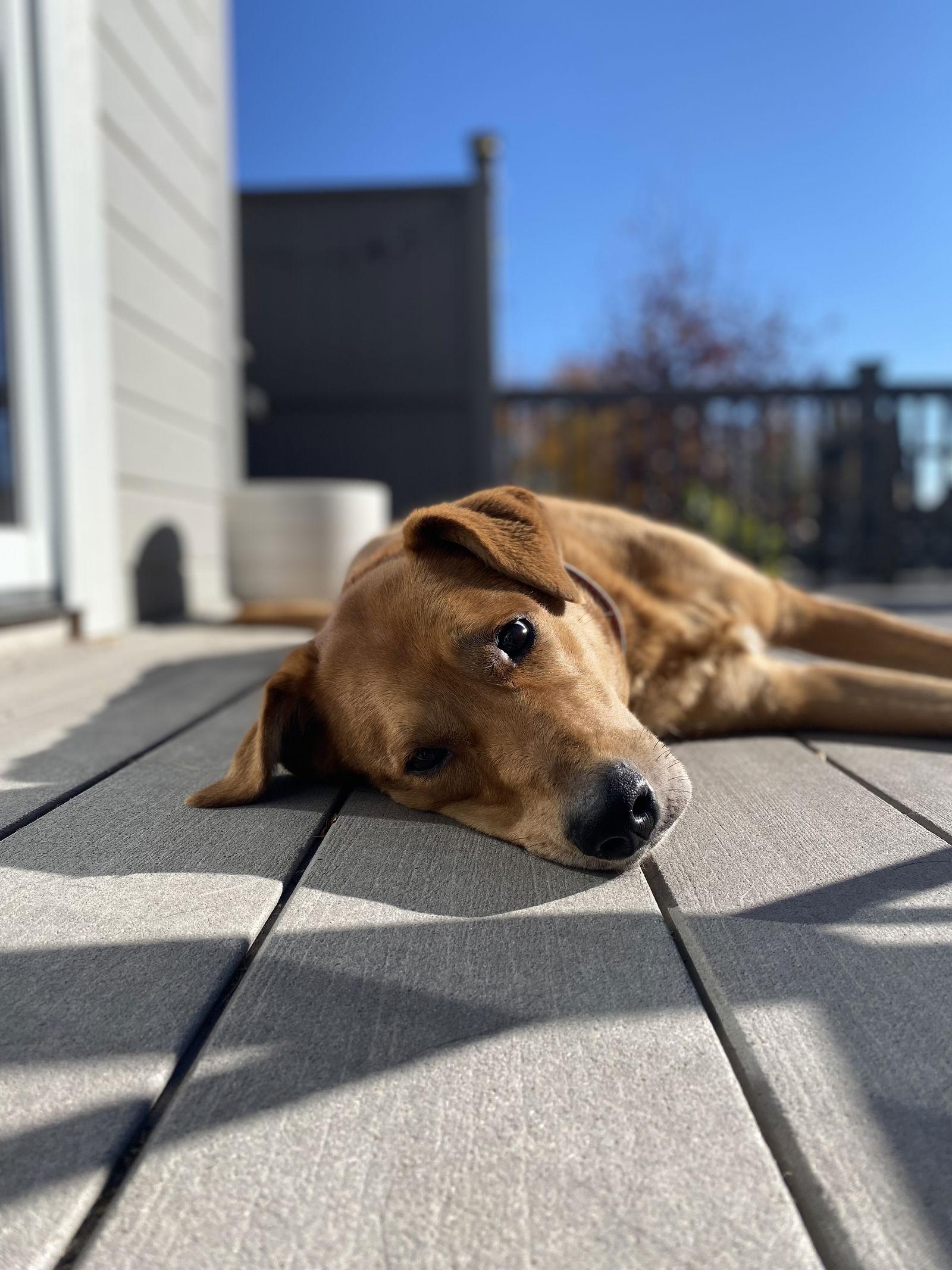 Averi, a Adoptable Shepherd in Fort Collins, CO image 1/3