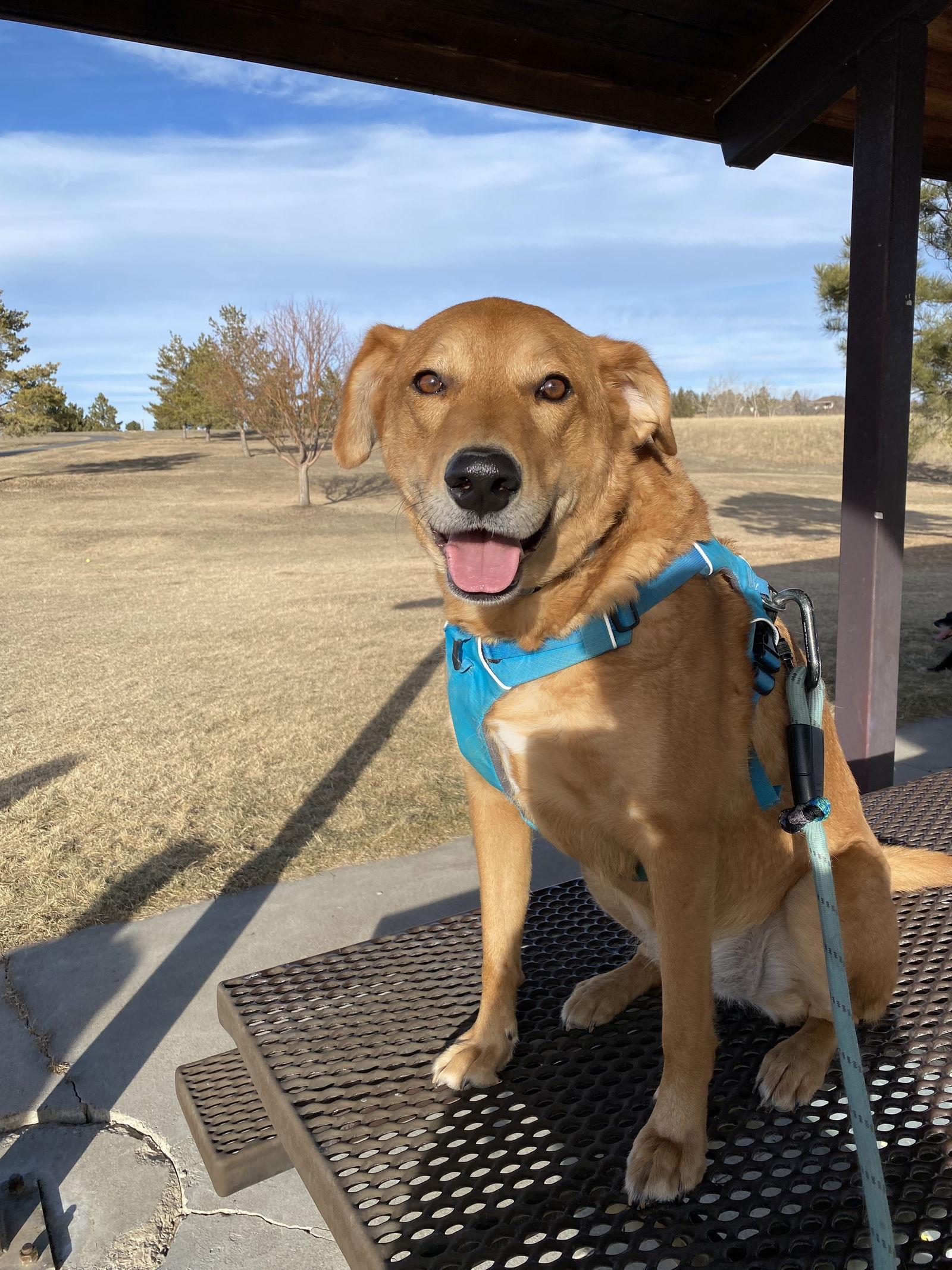 Averi, a Adoptable Shepherd in Fort Collins, CO image 2/3