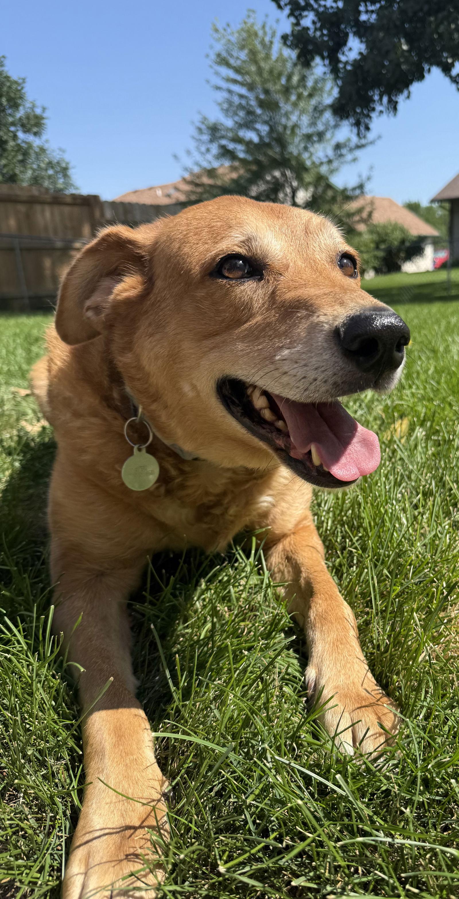 Averi, a Adoptable Shepherd in Fort Collins, CO image 3/3