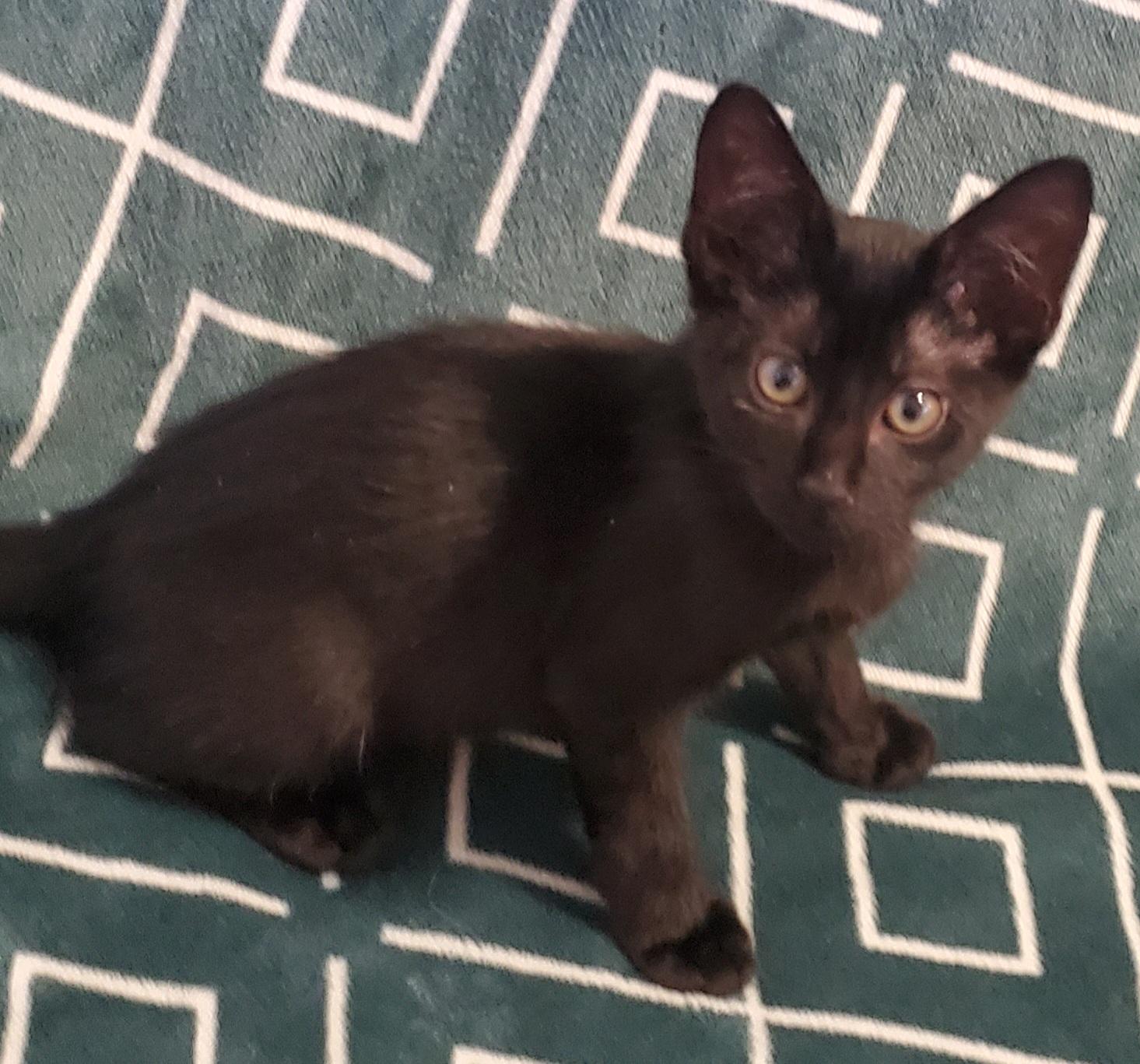 Schmidt, ADOPTABLE, Kitten Male Domestic Short Hair.