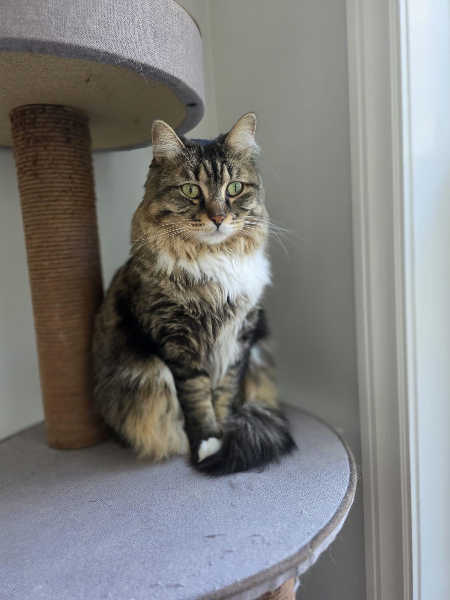 Khokha (Peach), a Adoptable mixed breed in Newmarket, ON image 1/4