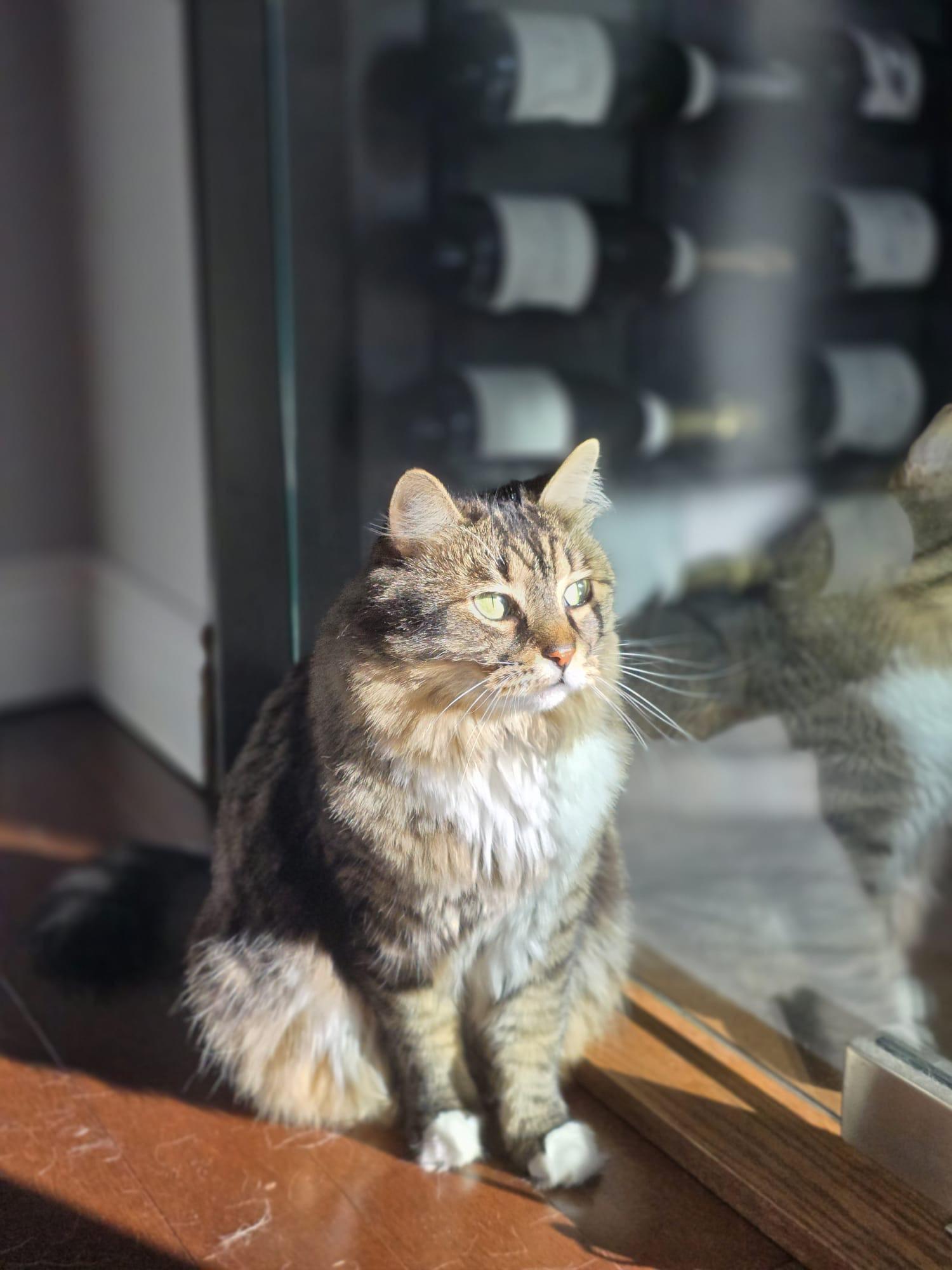 Khokha (Peach), a Adoptable mixed breed in Newmarket, ON image 2/4