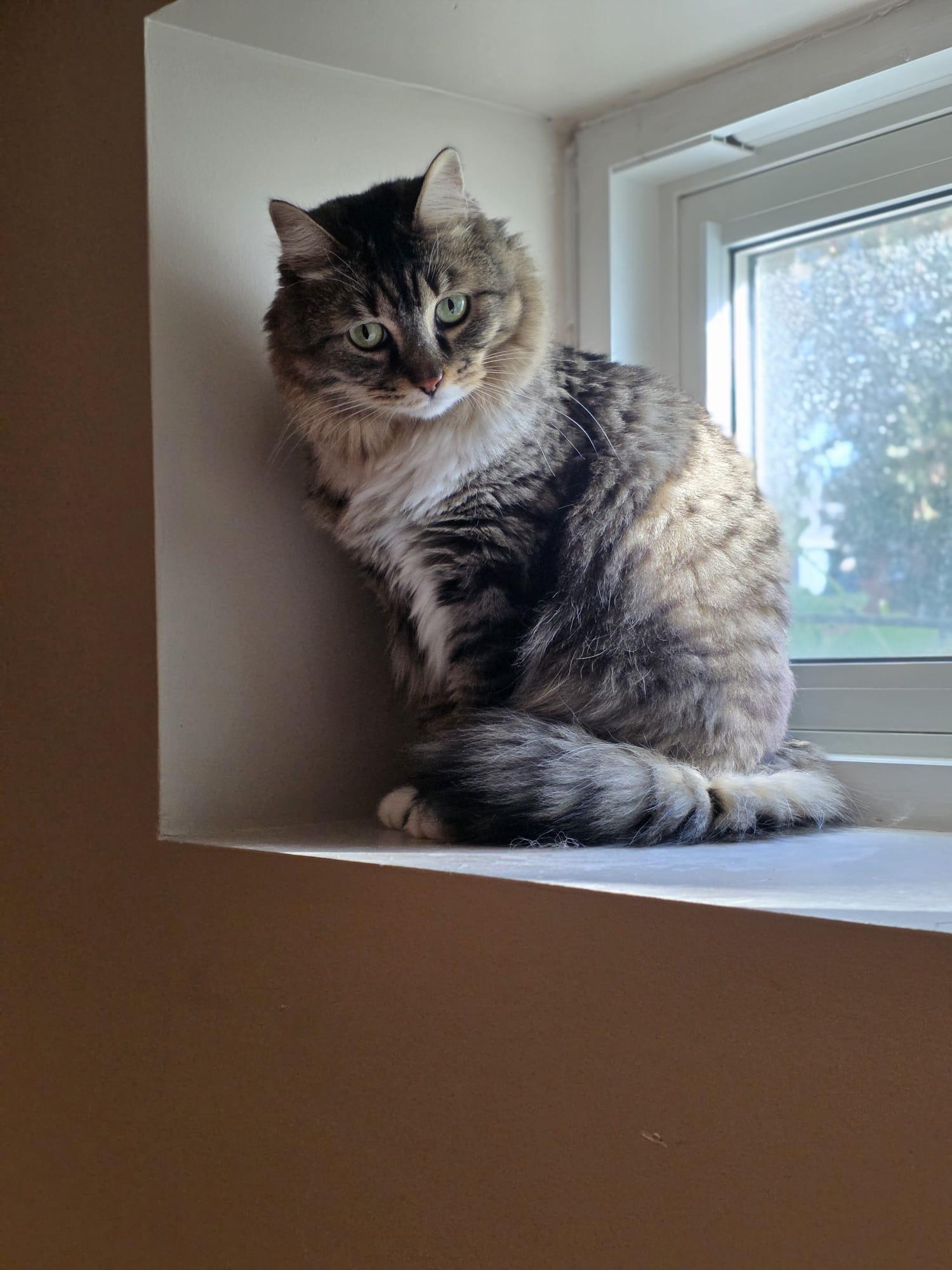 Khokha (Peach), a Adoptable mixed breed in Newmarket, ON image 4/4