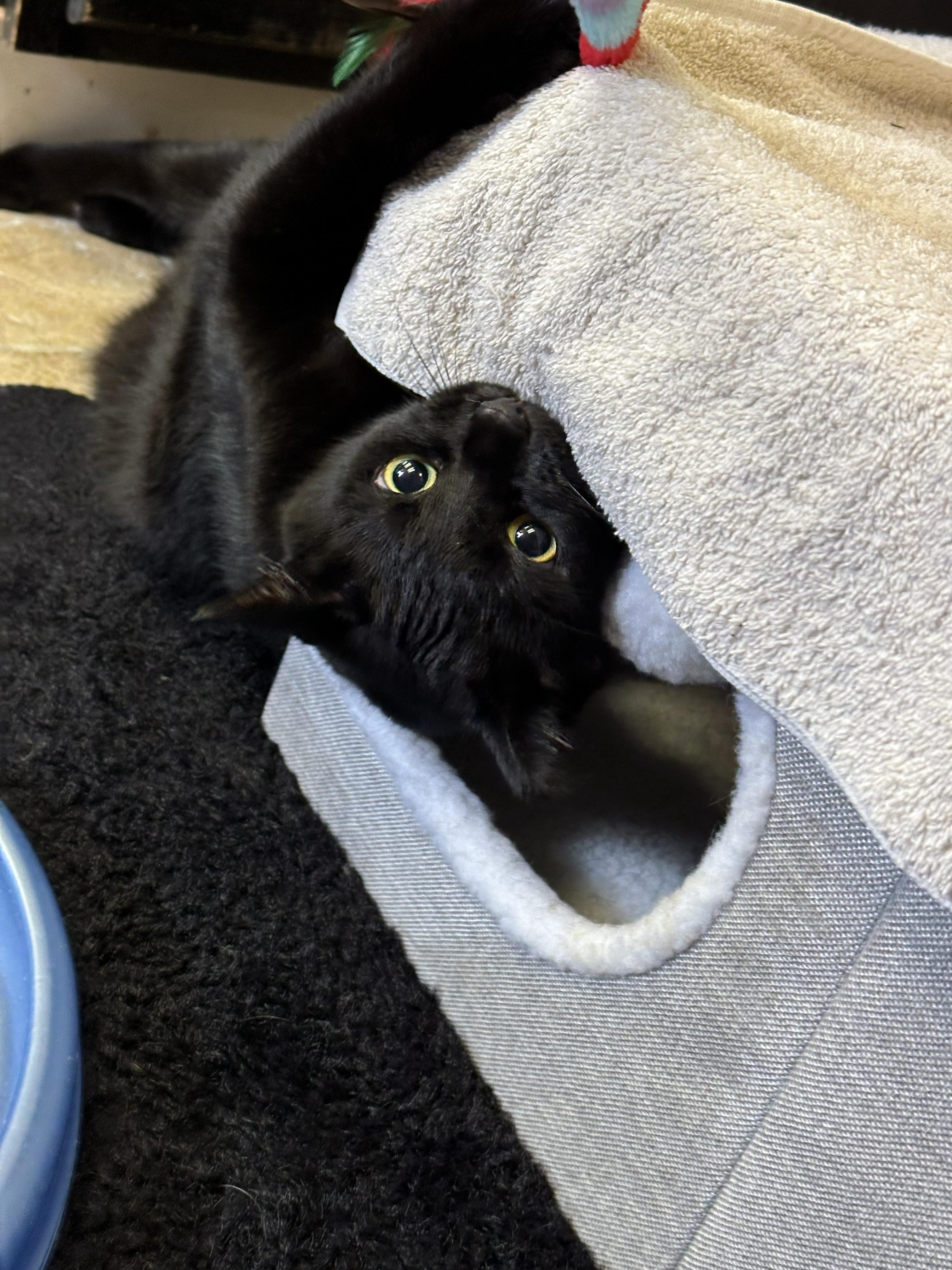 Enlarge Johnny, a Adoptable Domestic Short Hair in Crystal Lake, IL image 3/5