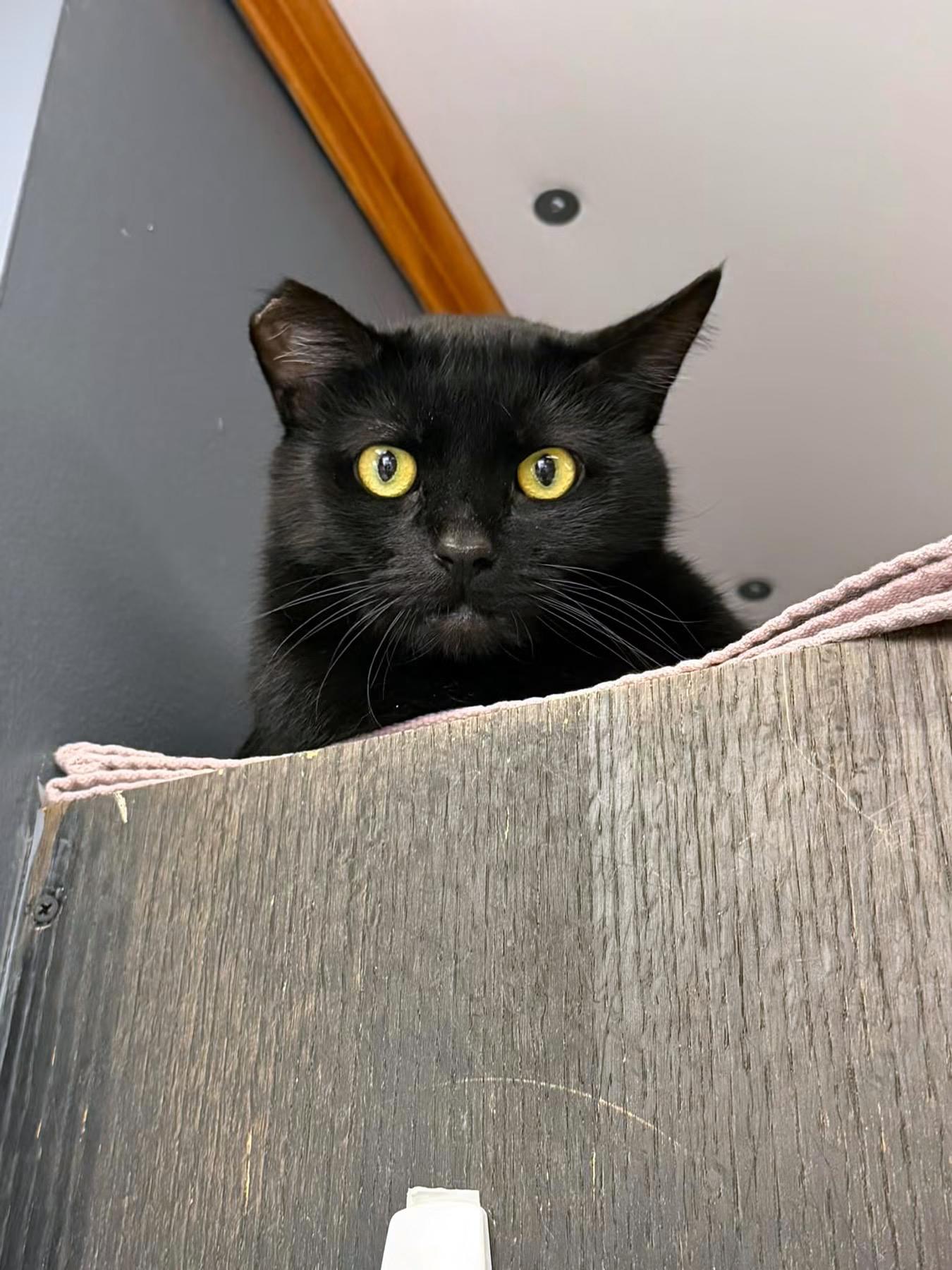 Enlarge Johnny, a Adoptable Domestic Short Hair in Crystal Lake, IL image 5/5
