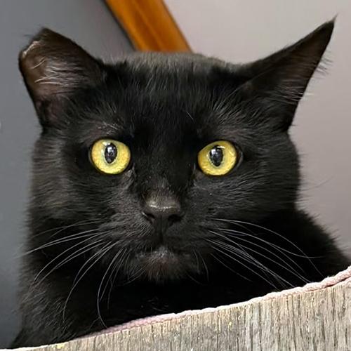 Johnny, Adoptable, Adult Male Domestic Short Hair.