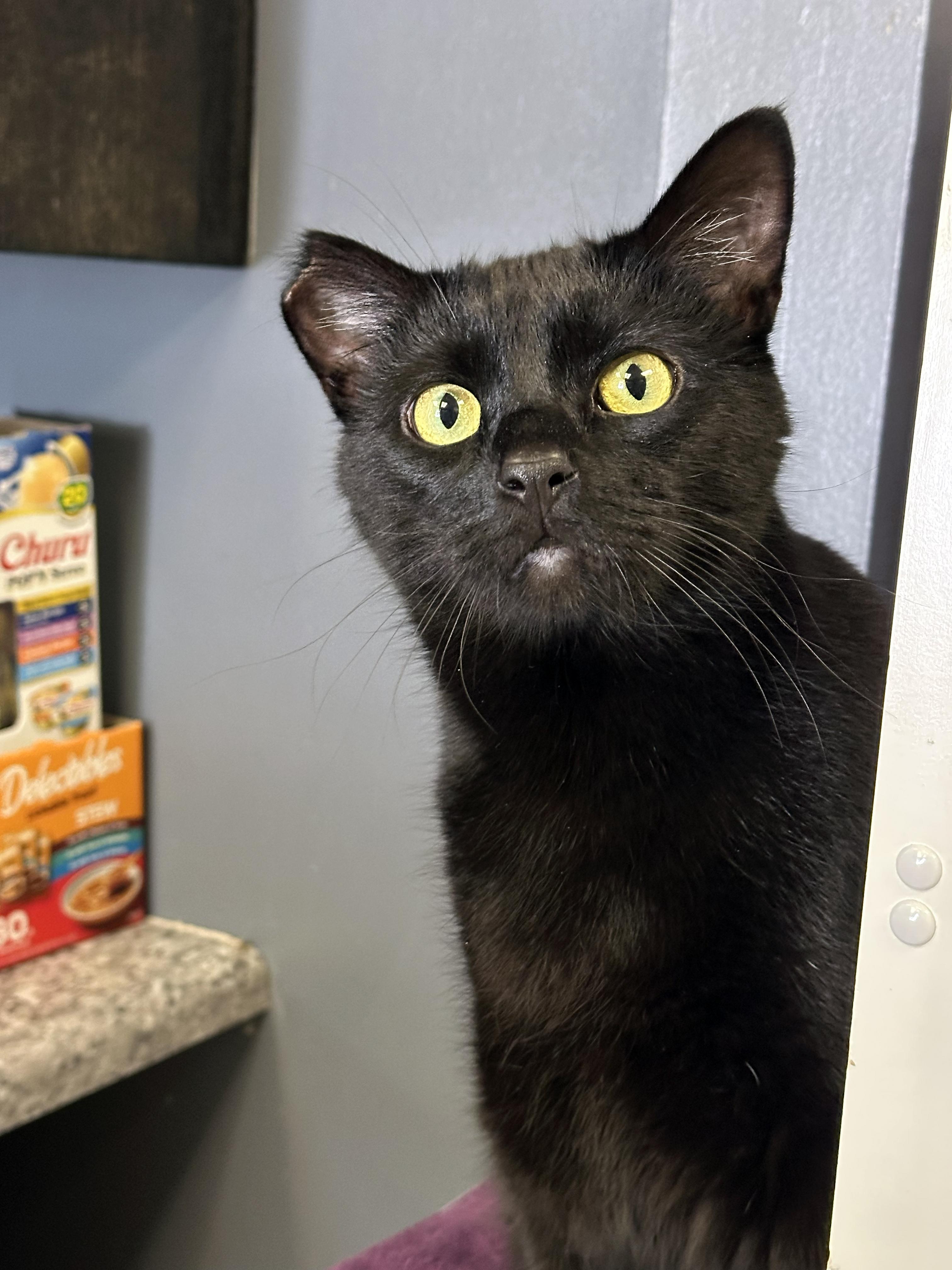 Enlarge Johnny, a Adoptable Domestic Short Hair in Crystal Lake, IL image 2/5