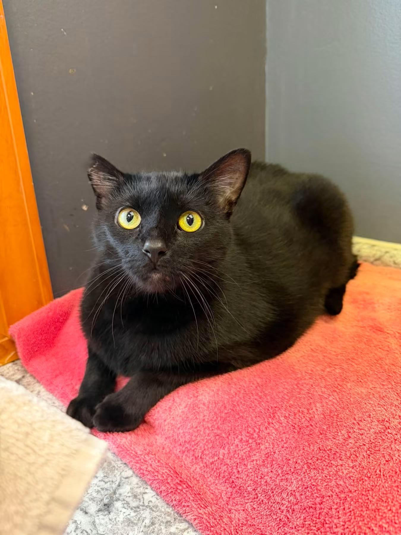Enlarge Johnny, a Adoptable Domestic Short Hair in Crystal Lake, IL image 4/5