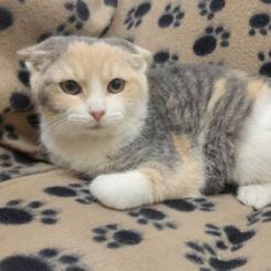 Enlarge Mara, a Adoptable Domestic Short Hair in Waynesboro, PA image 1/1