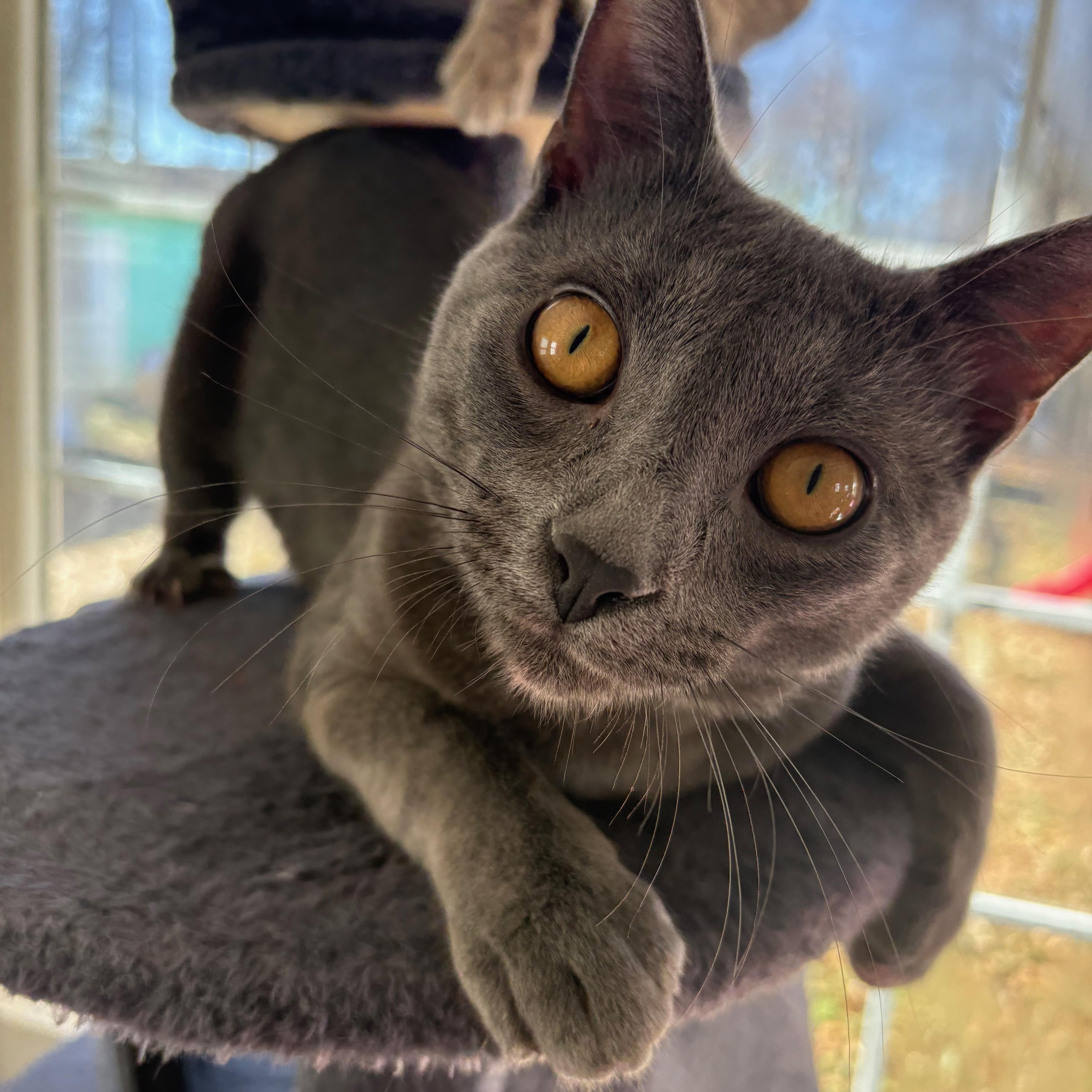 Mario, adopted, Young Male Domestic Short Hair.