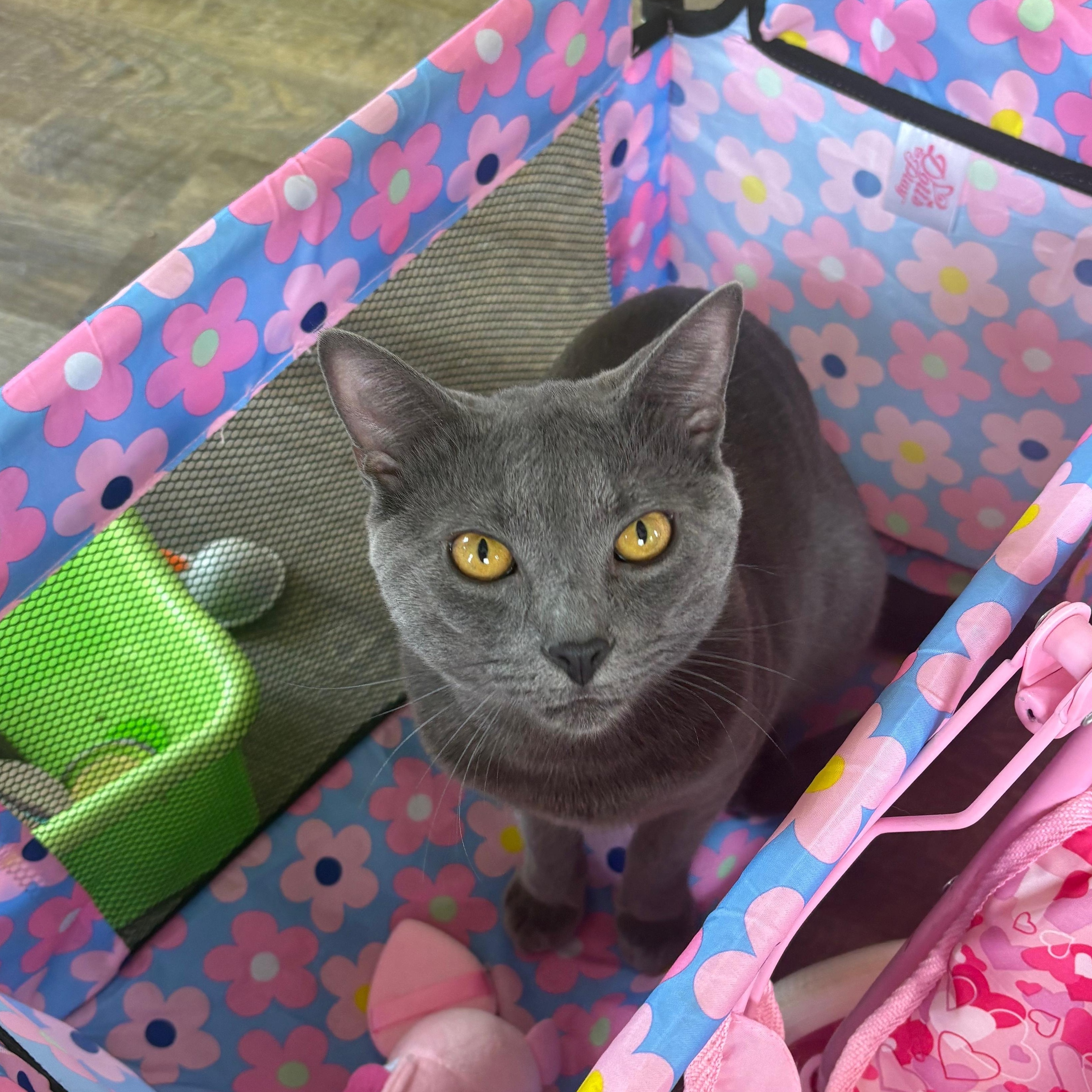 Enlarge Mario, an adopted Domestic Short Hair in Easley, SC image 2/3