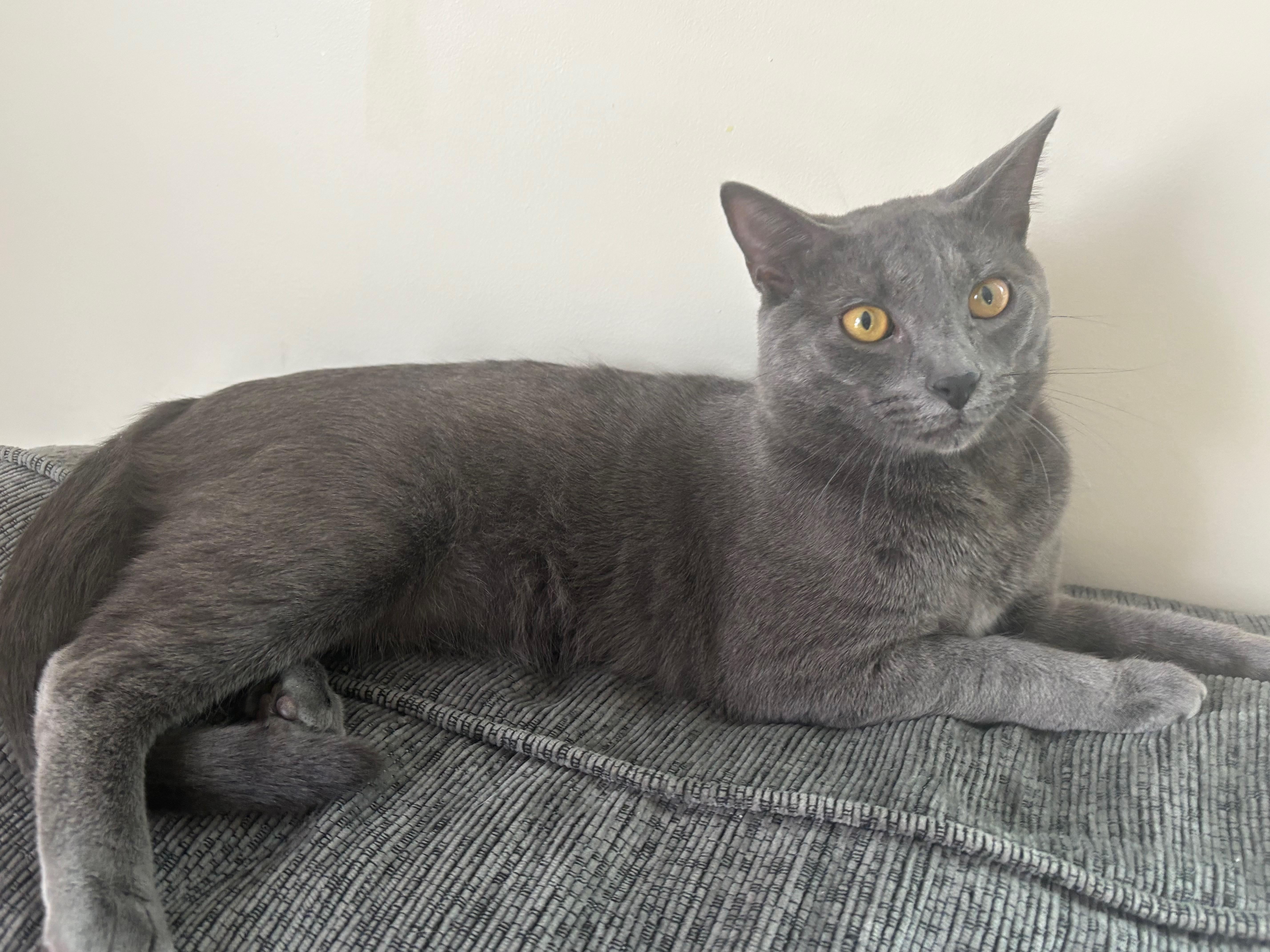 Enlarge Mario, an adopted Domestic Short Hair in Easley, SC image 3/3