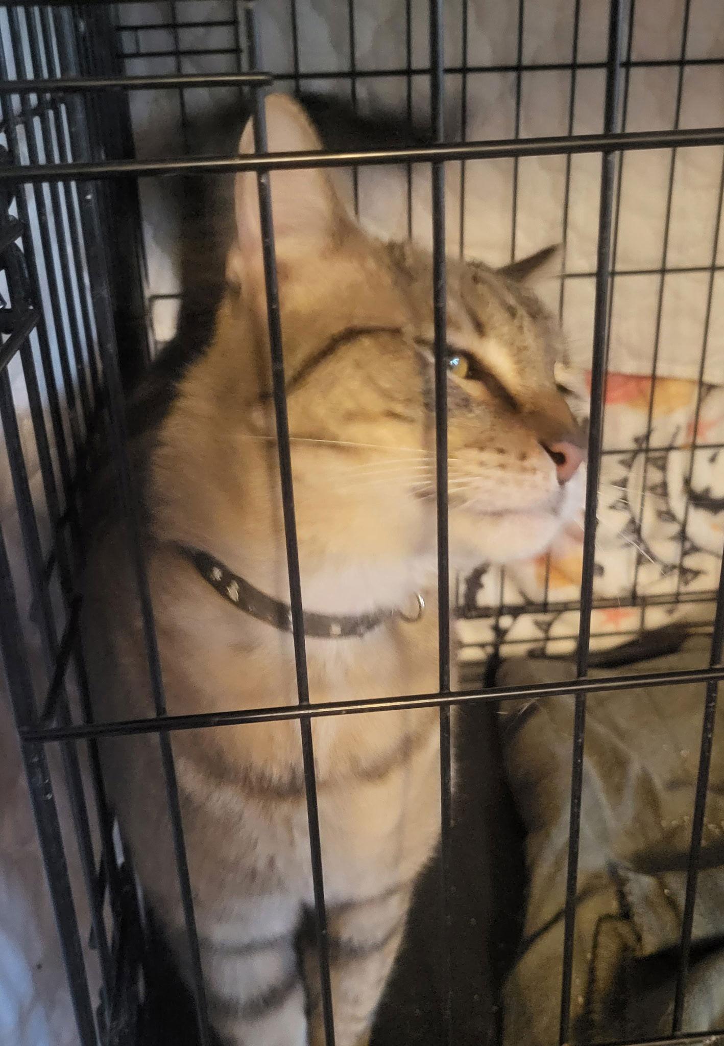 Enlarge Charleston Brown, a Adoptable Domestic Short Hair in Oviedo, FL image 1/2