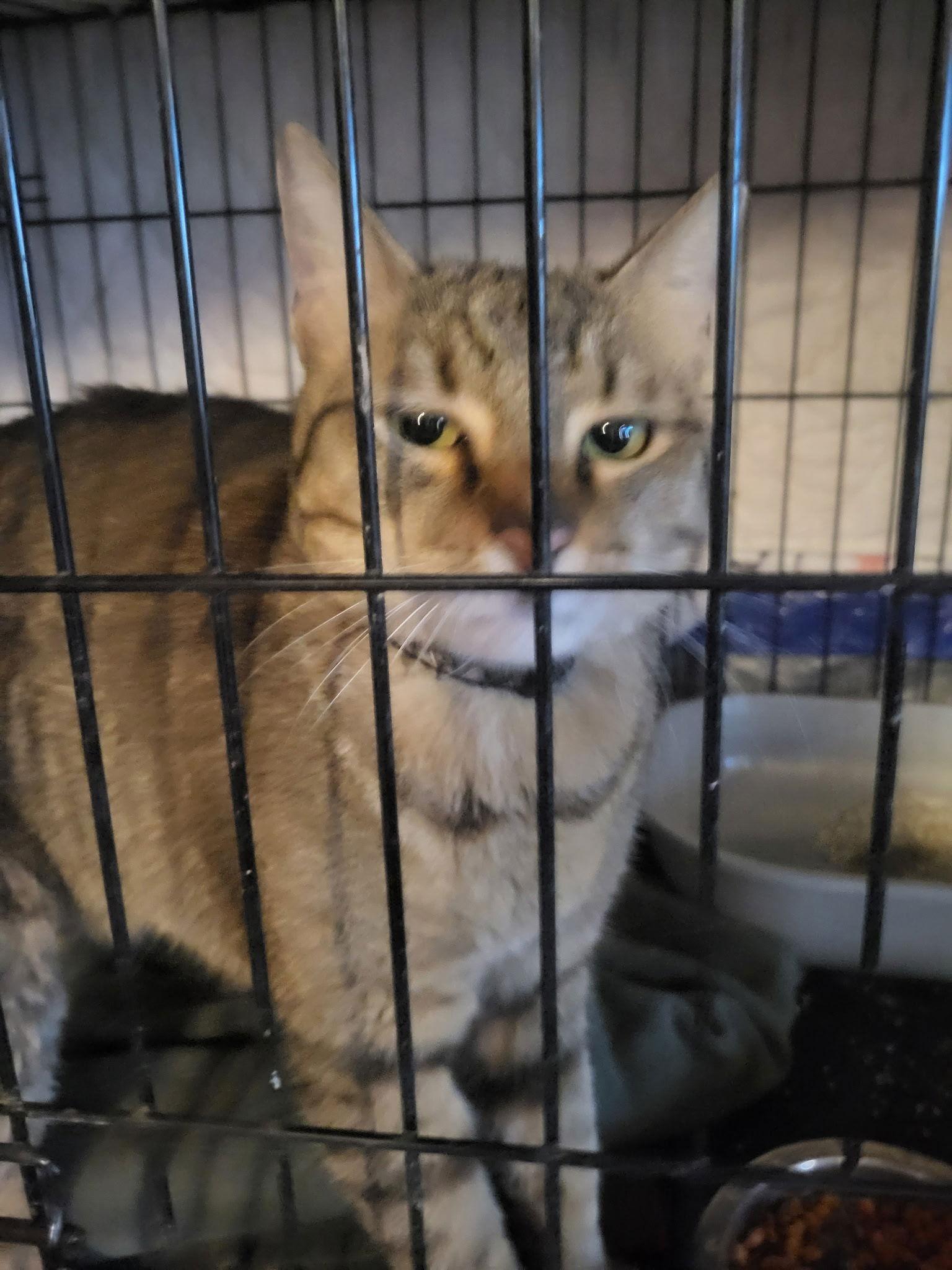 Enlarge Charleston Brown, a Adoptable Domestic Short Hair in Oviedo, FL image 2/2