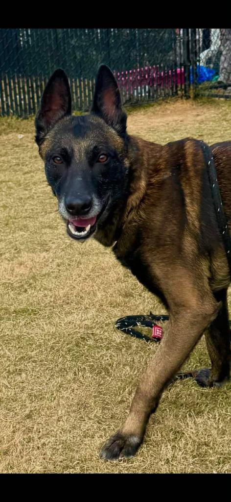 Enlarge Clyde, a Adoptable Belgian Shepherd / Malinois in East Ridge, TN image 1/5