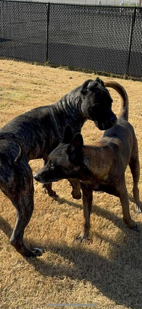 Enlarge Clyde, a Adoptable Belgian Shepherd / Malinois in East Ridge, TN image 3/5