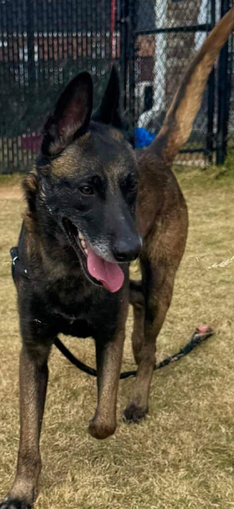 Enlarge Clyde, a Adoptable Belgian Shepherd / Malinois in East Ridge, TN image 4/5