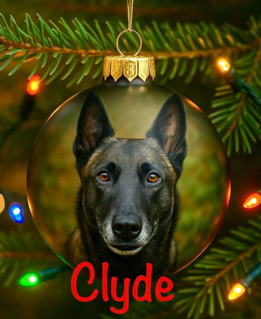 Enlarge Clyde, a Adoptable Belgian Shepherd / Malinois in East Ridge, TN image 5/5