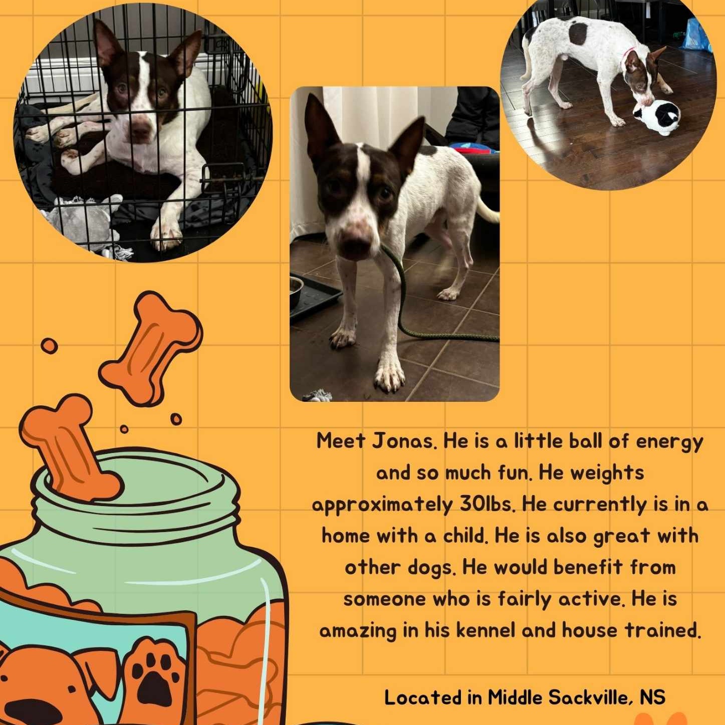 Enlarge Jonas, a Adopted mixed breed in Halifax, NS image 1/1