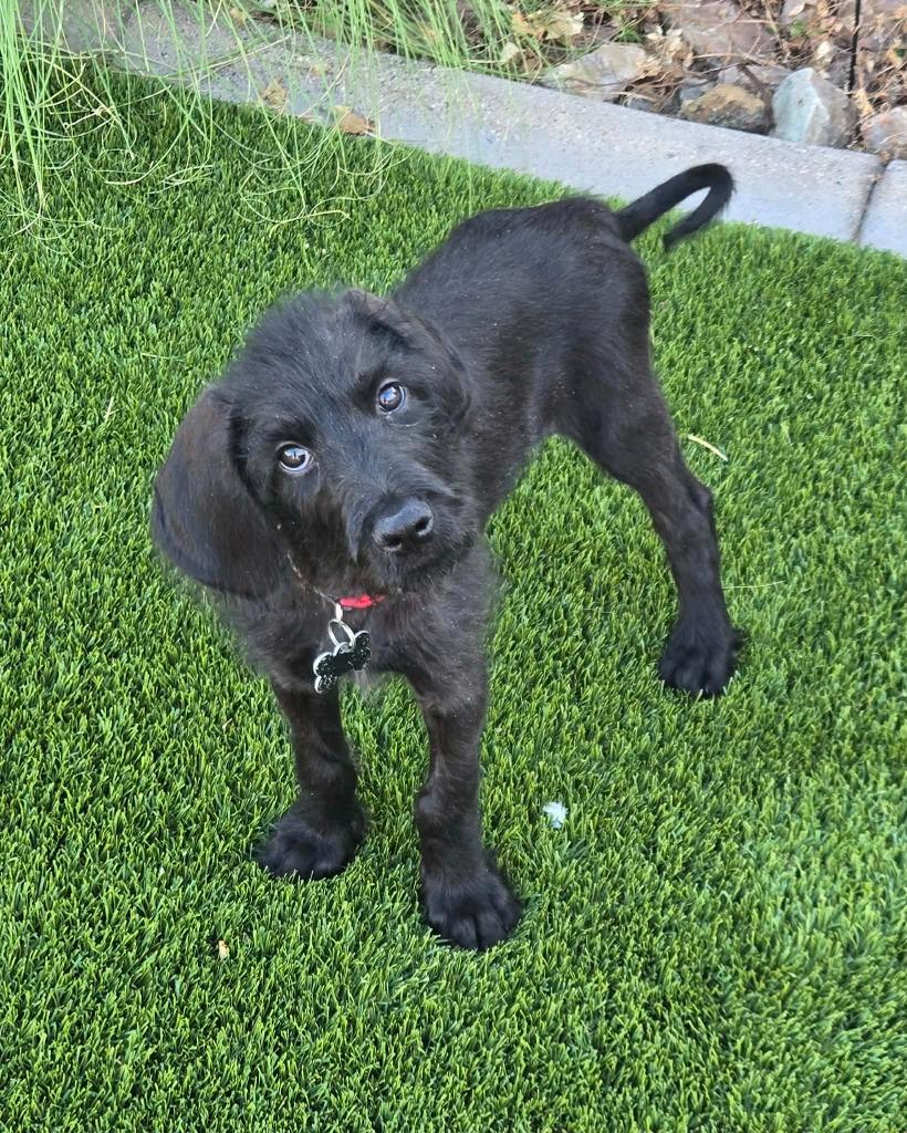 Whiskey, a Adoptable mixed breed in Mesa, AZ image 1/2