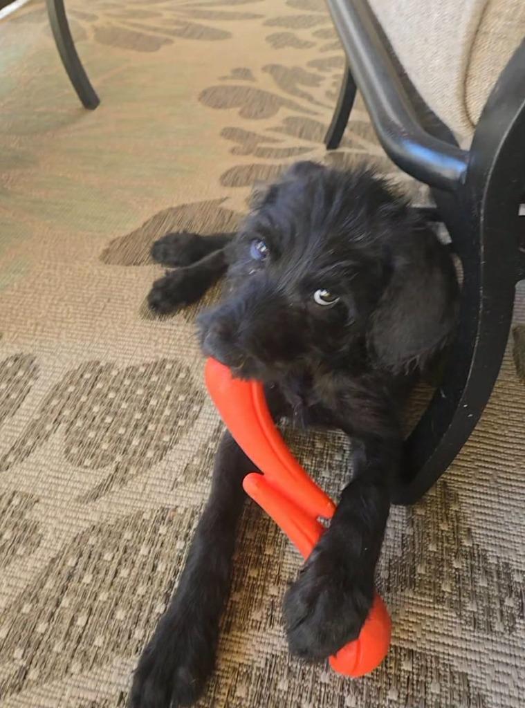 Whiskey, a Adoptable mixed breed in Mesa, AZ image 2/2
