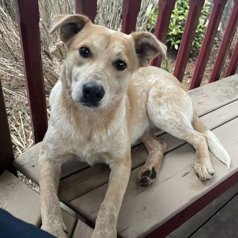 Enlarge Misty, a Adopted mixed breed in Selma, AL image 1/4