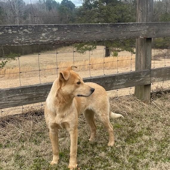 Enlarge Misty, a Adopted mixed breed in Selma, AL image 2/4