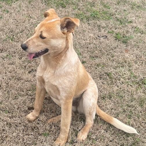 Enlarge Misty, a Adopted mixed breed in Selma, AL image 4/4