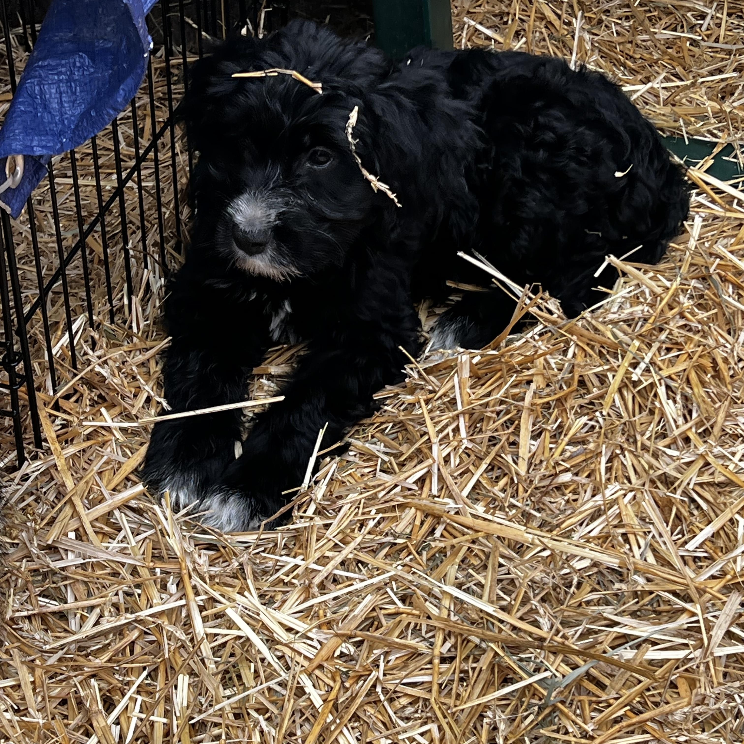 Enlarge Sarova, a ADOPTABLE Goldendoodle in Myrtle, MS image 2/3