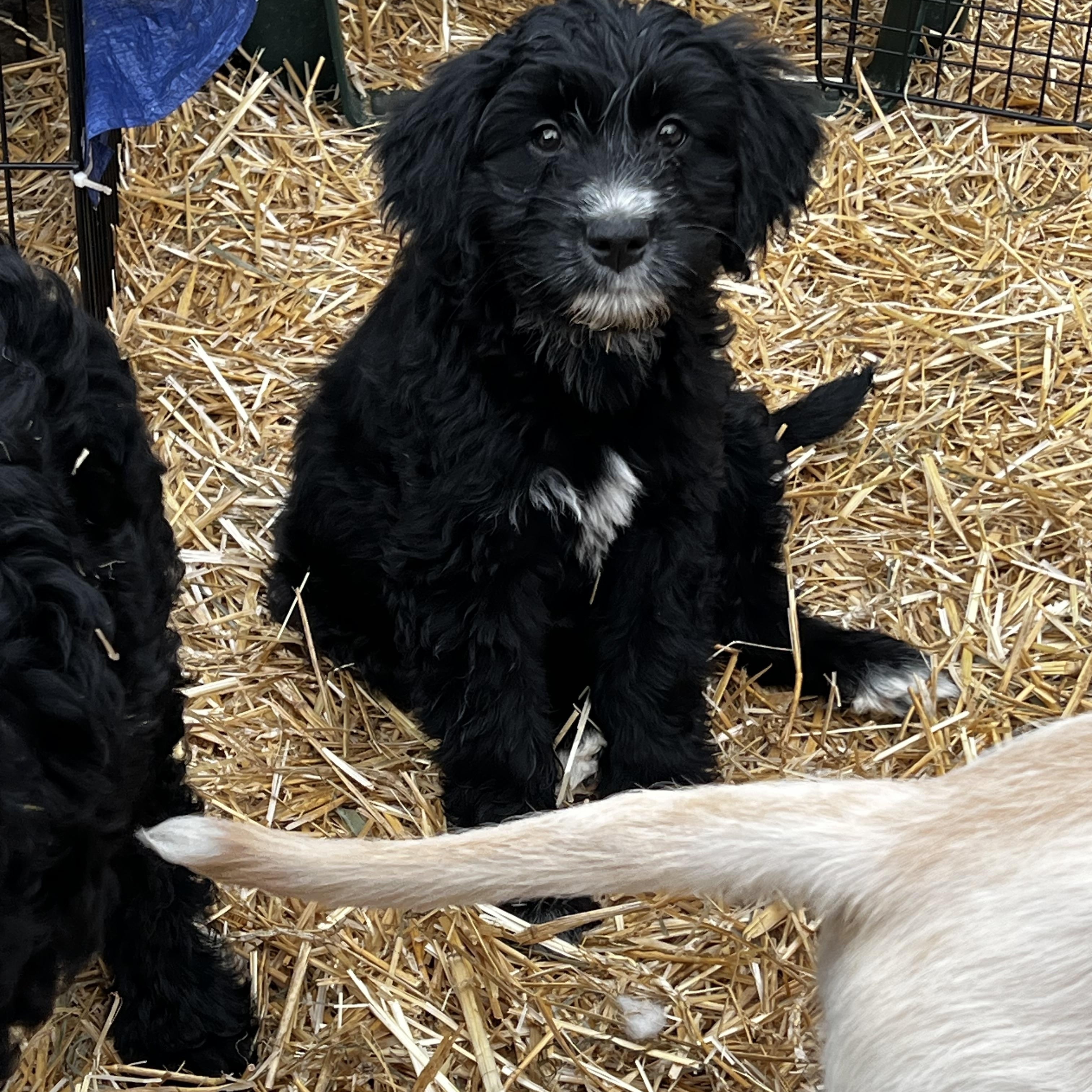 Enlarge Sarova, a ADOPTABLE Goldendoodle in Myrtle, MS image 3/3