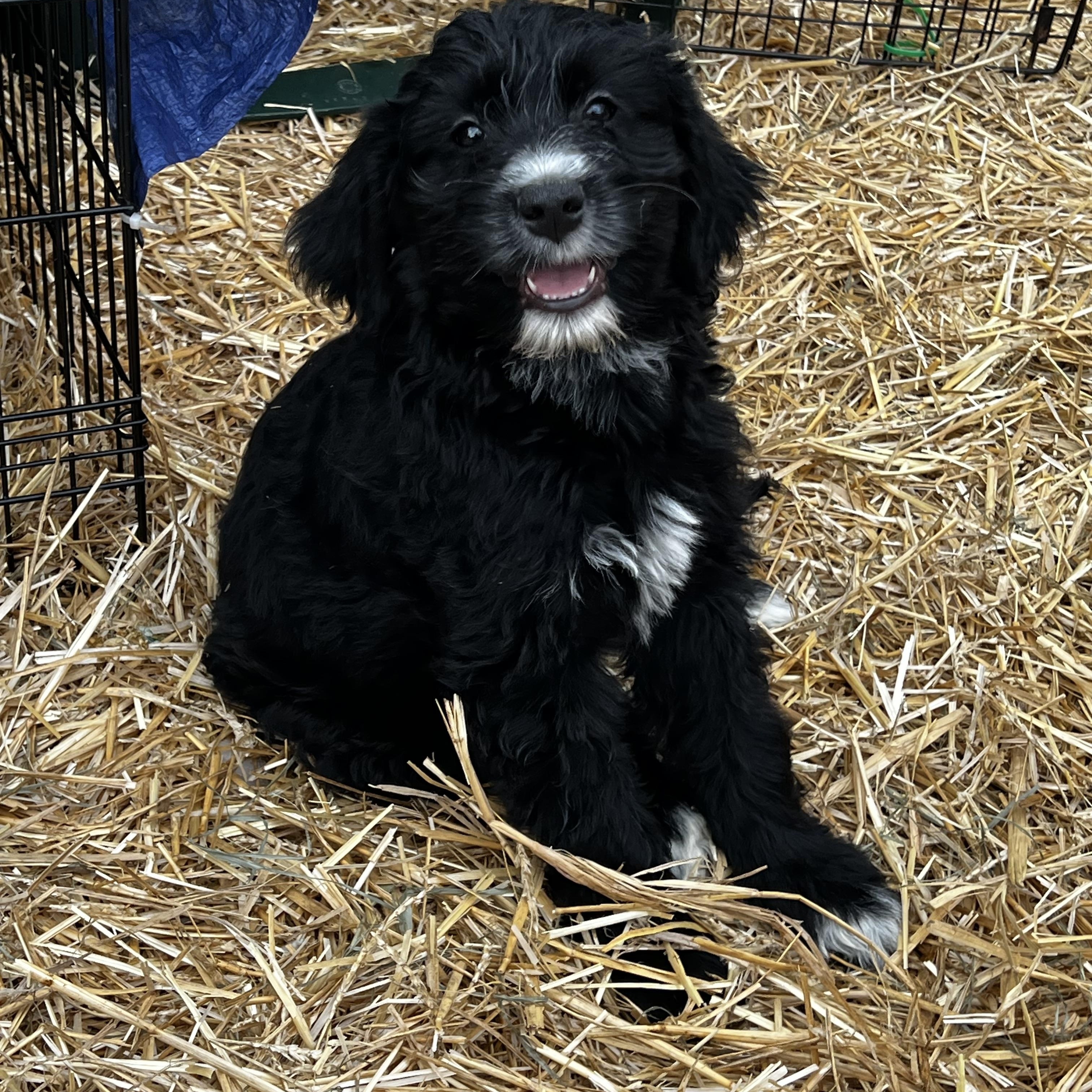 Enlarge Sarova, a ADOPTABLE Goldendoodle in Myrtle, MS image 1/3