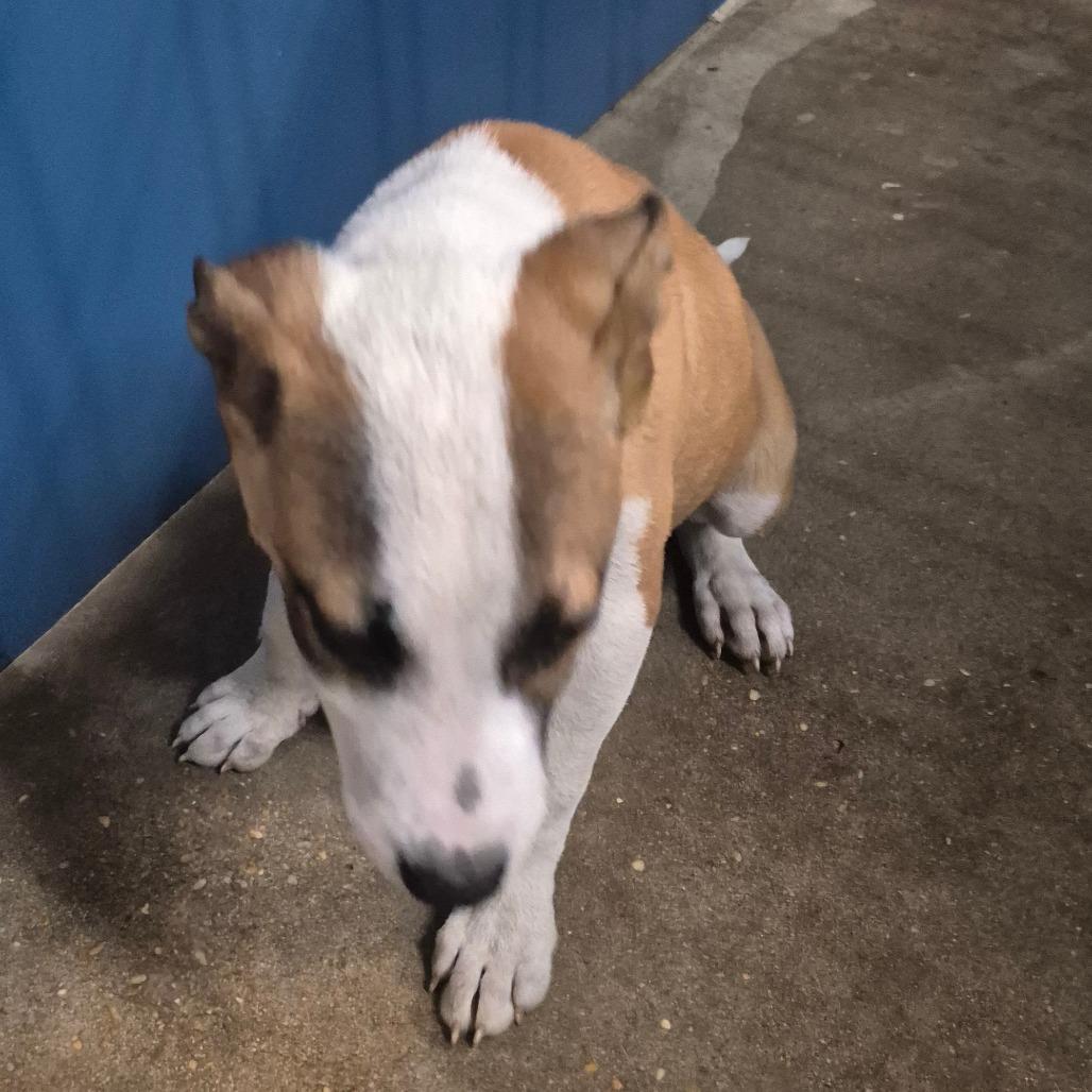 Tracker, Adoptable, Young Male Terrier & Mixed Breed.