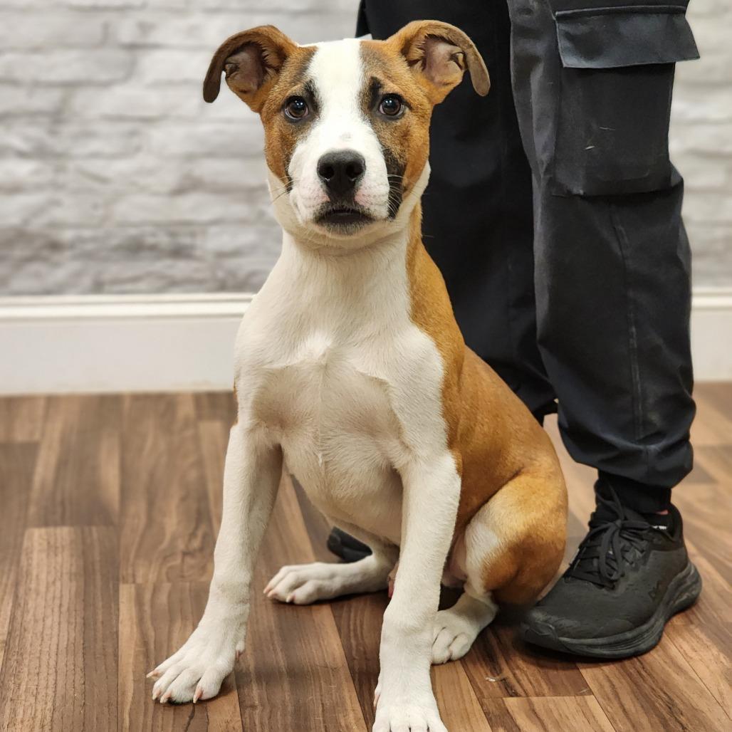 Tracker, a Adoptable mixed breed in Montgomery, AL image 2/2