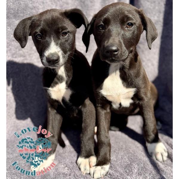Queen Litter COH, adopted, Puppy Female Australian Cattle Dog / Blue Heeler & Doberman Pinscher.