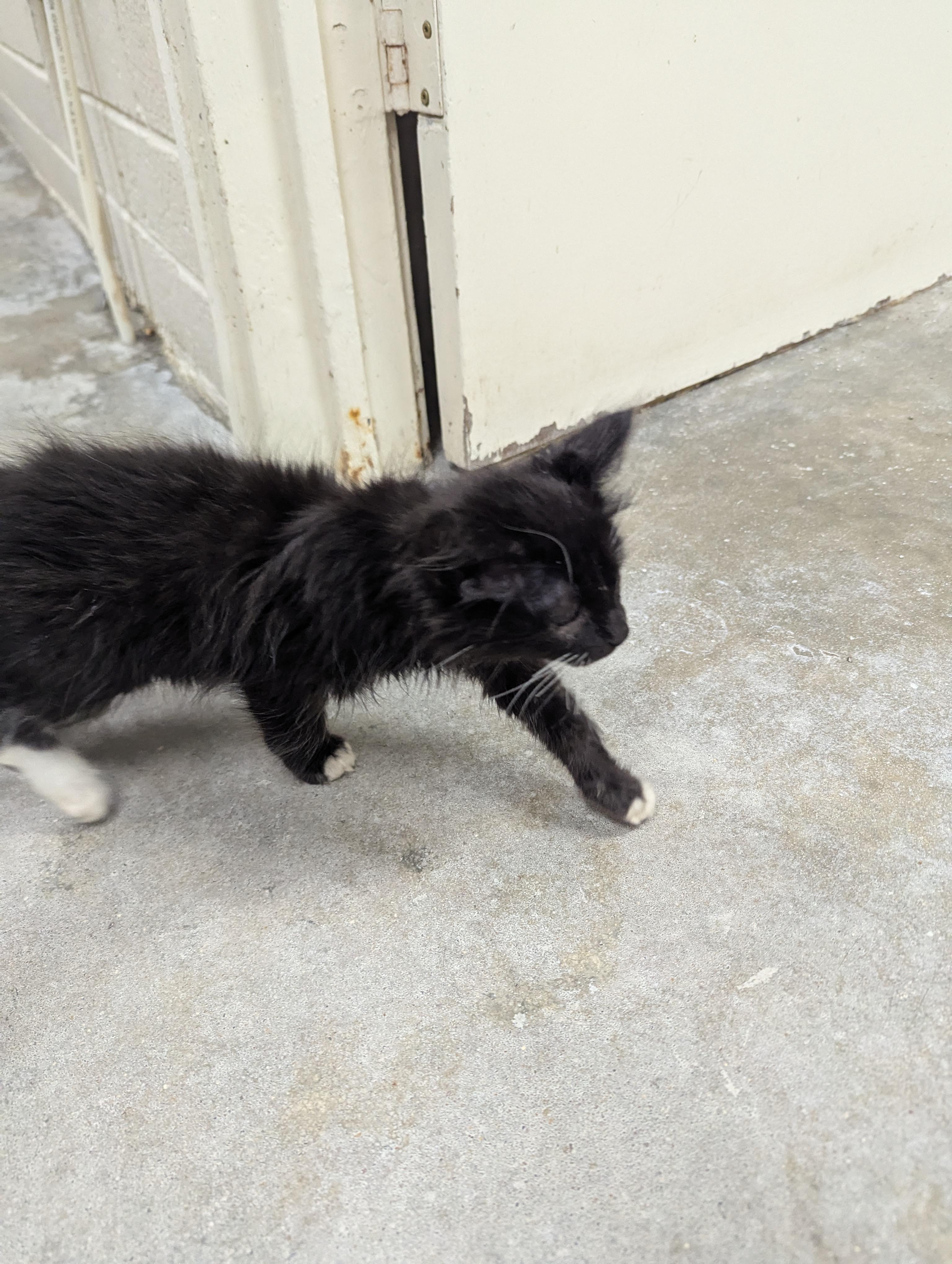 Mimi 113994A & Mila 113994B, a ADOPTABLE Domestic Medium Hair in Rocky Mount, NC image 1/5