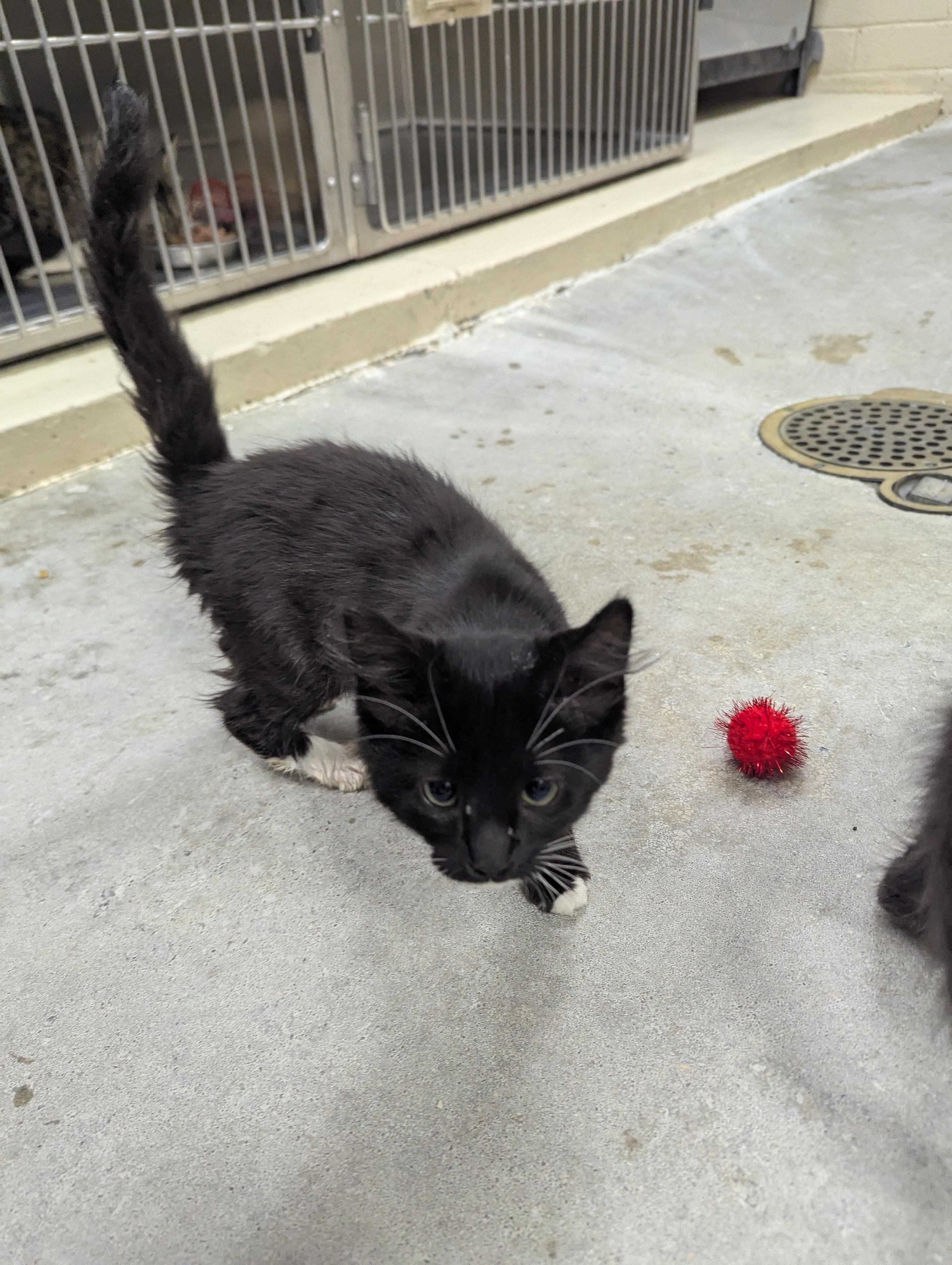 Mimi 113994A & Mila 113994B, a ADOPTABLE Domestic Medium Hair in Rocky Mount, NC image 2/5