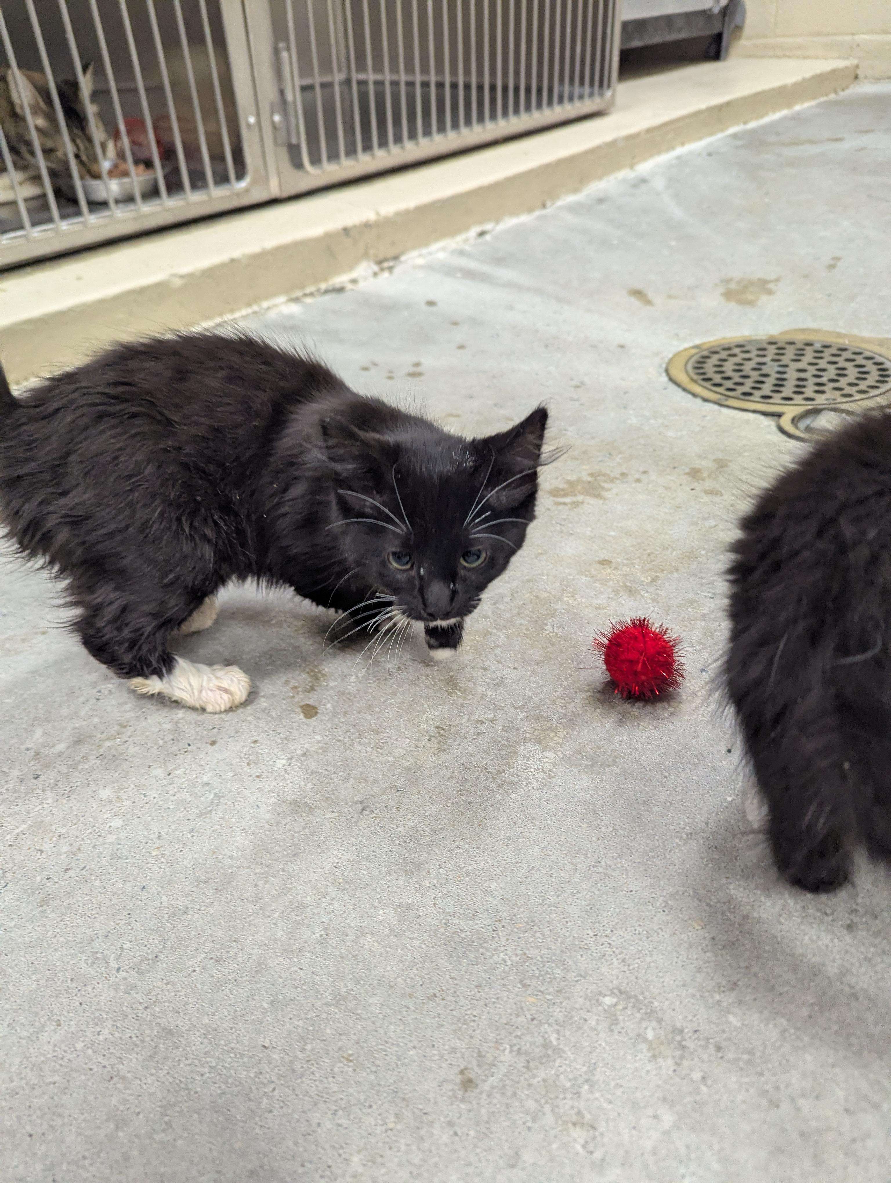 Mimi 113994A & Mila 113994B, a ADOPTABLE Domestic Medium Hair in Rocky Mount, NC image 3/5