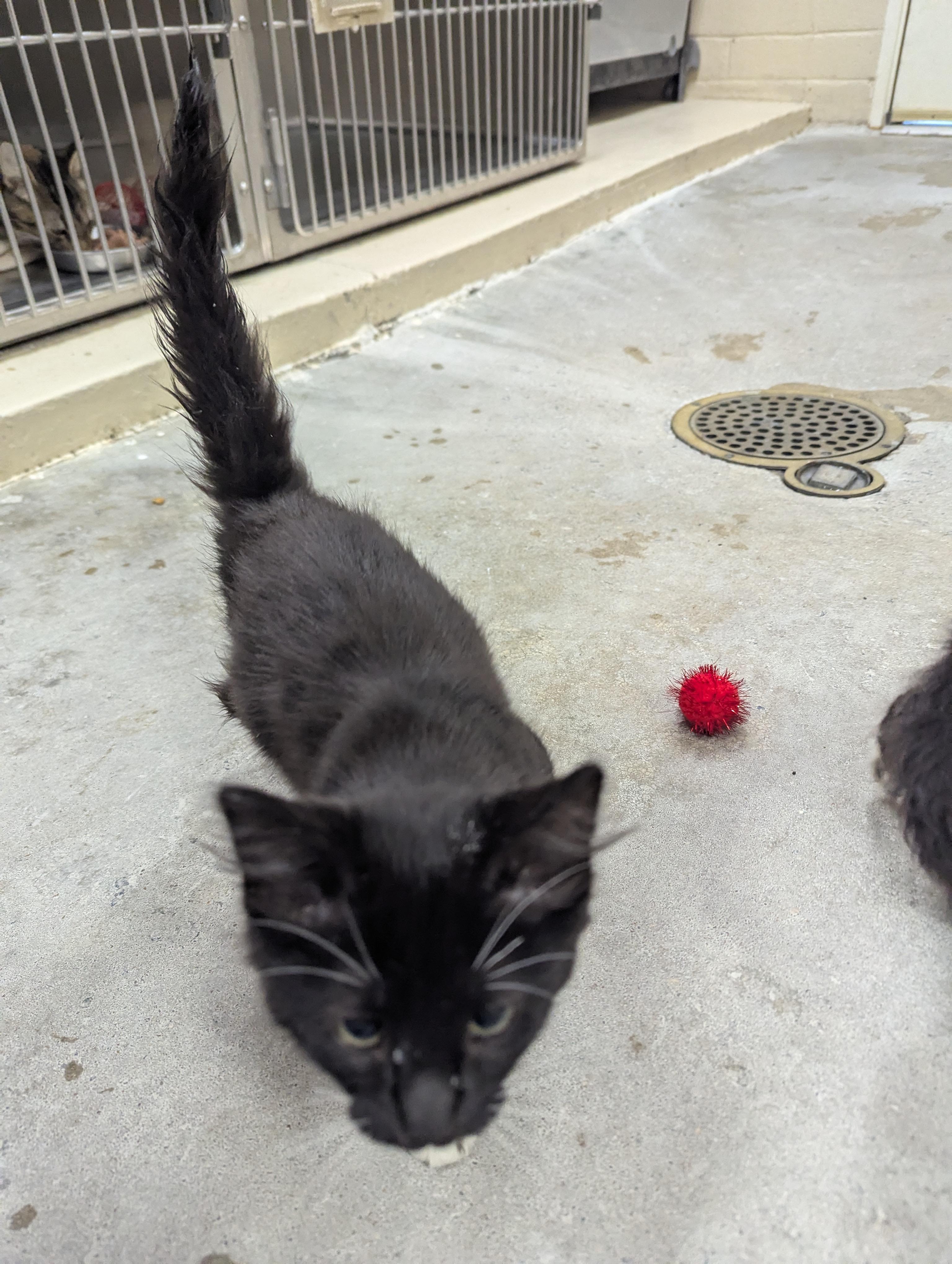 Mimi 113994A & Mila 113994B, a ADOPTABLE Domestic Medium Hair in Rocky Mount, NC image 4/5