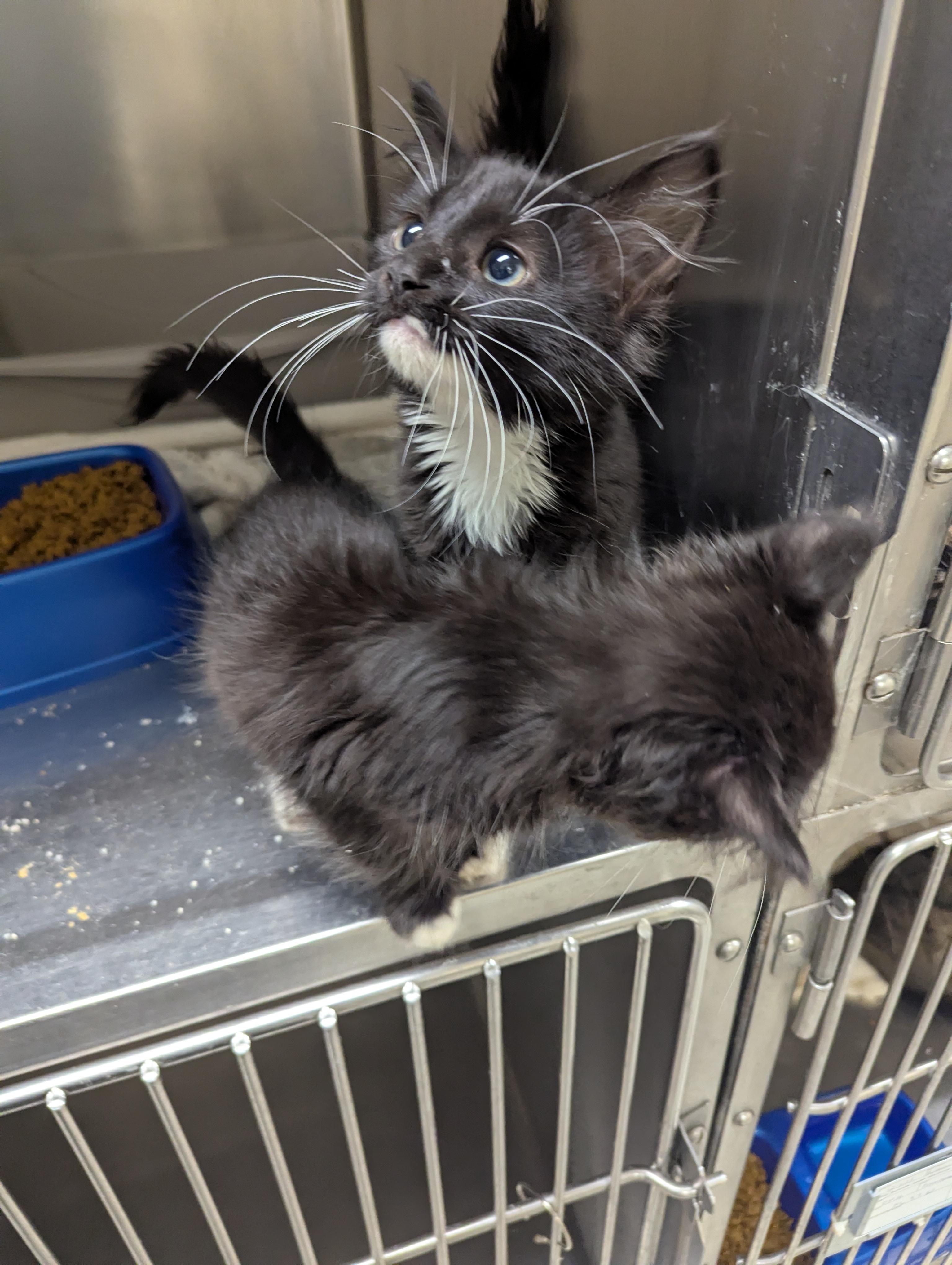 Mimi 113994A & Mila 113994B, a ADOPTABLE Domestic Medium Hair in Rocky Mount, NC image 5/5