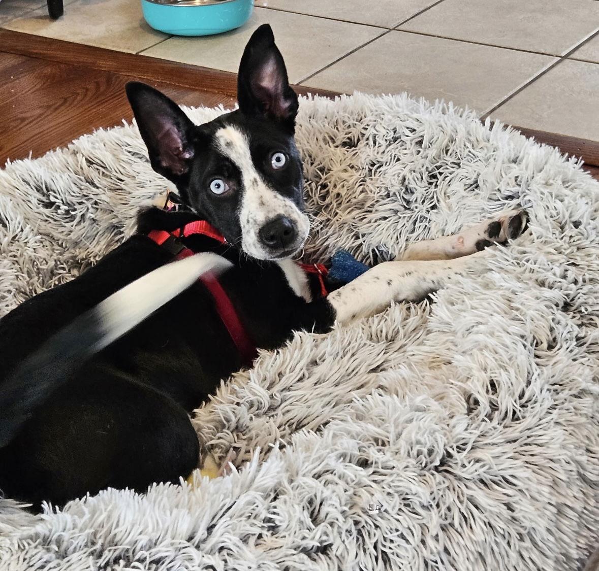 Daisy, Adoptable, Young Female Shepherd & Husky.